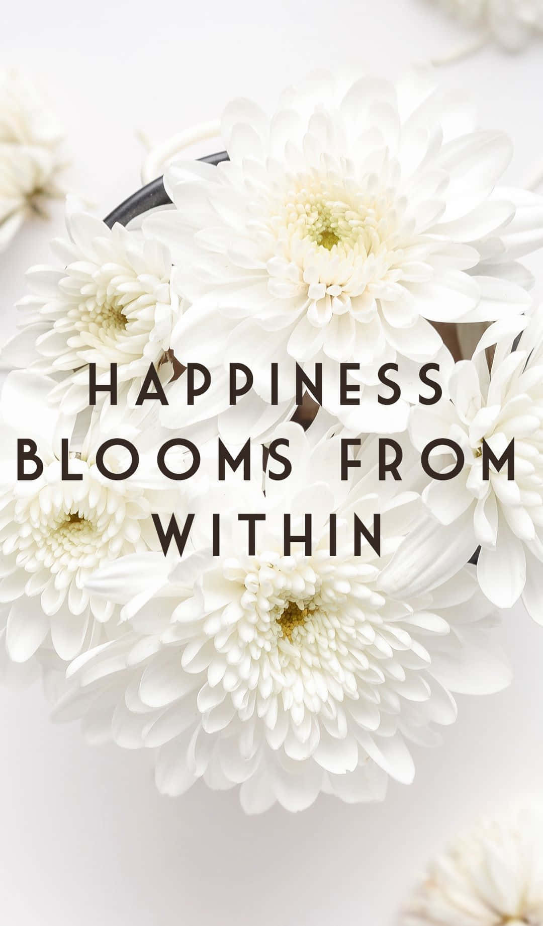white chrysanthemums, minimalist arrangement, bold text overlay, HD Phone Wallpaper