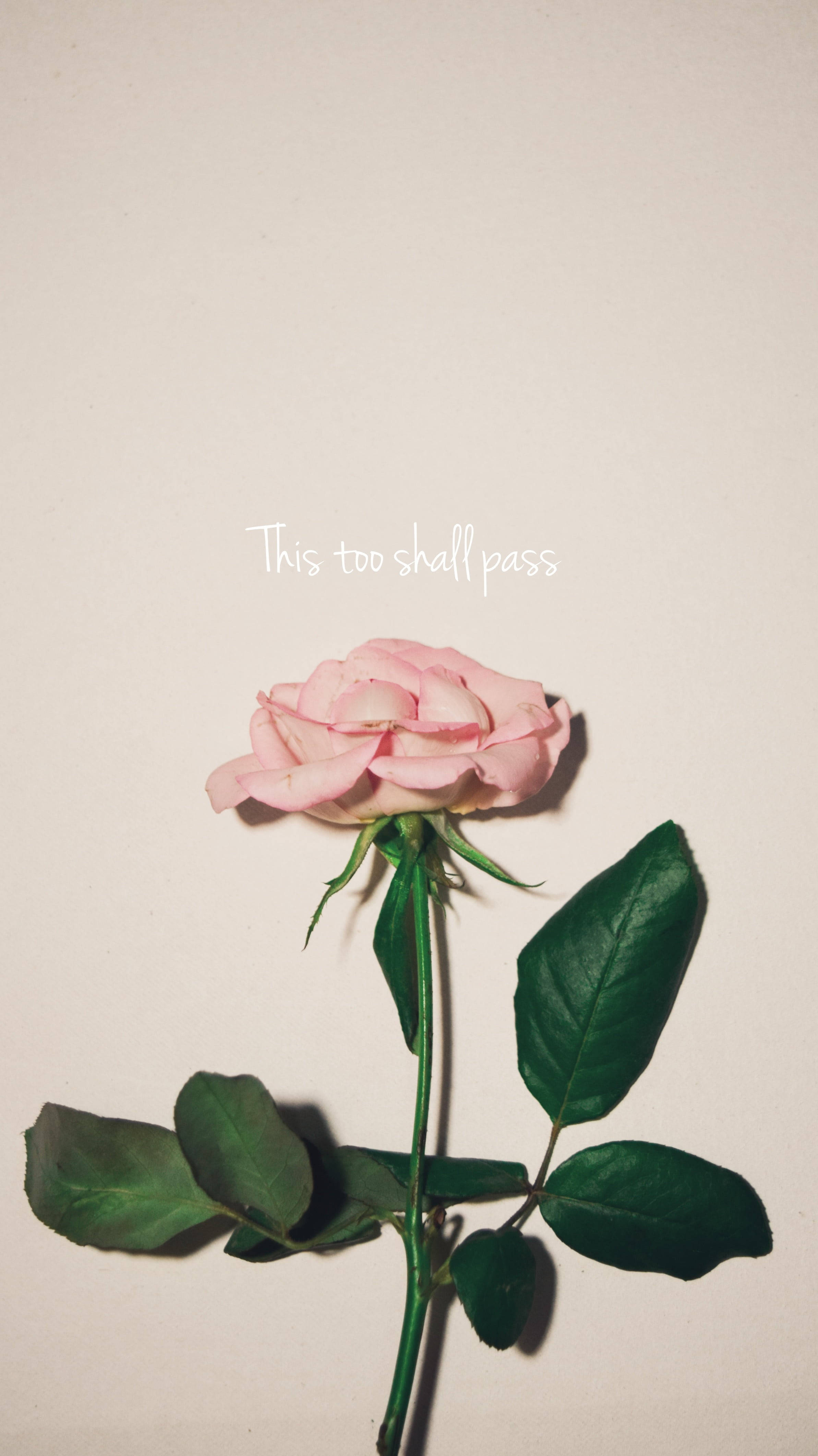 This too shall pass, pink rose, green leaves, 4K Phone Wallpaper