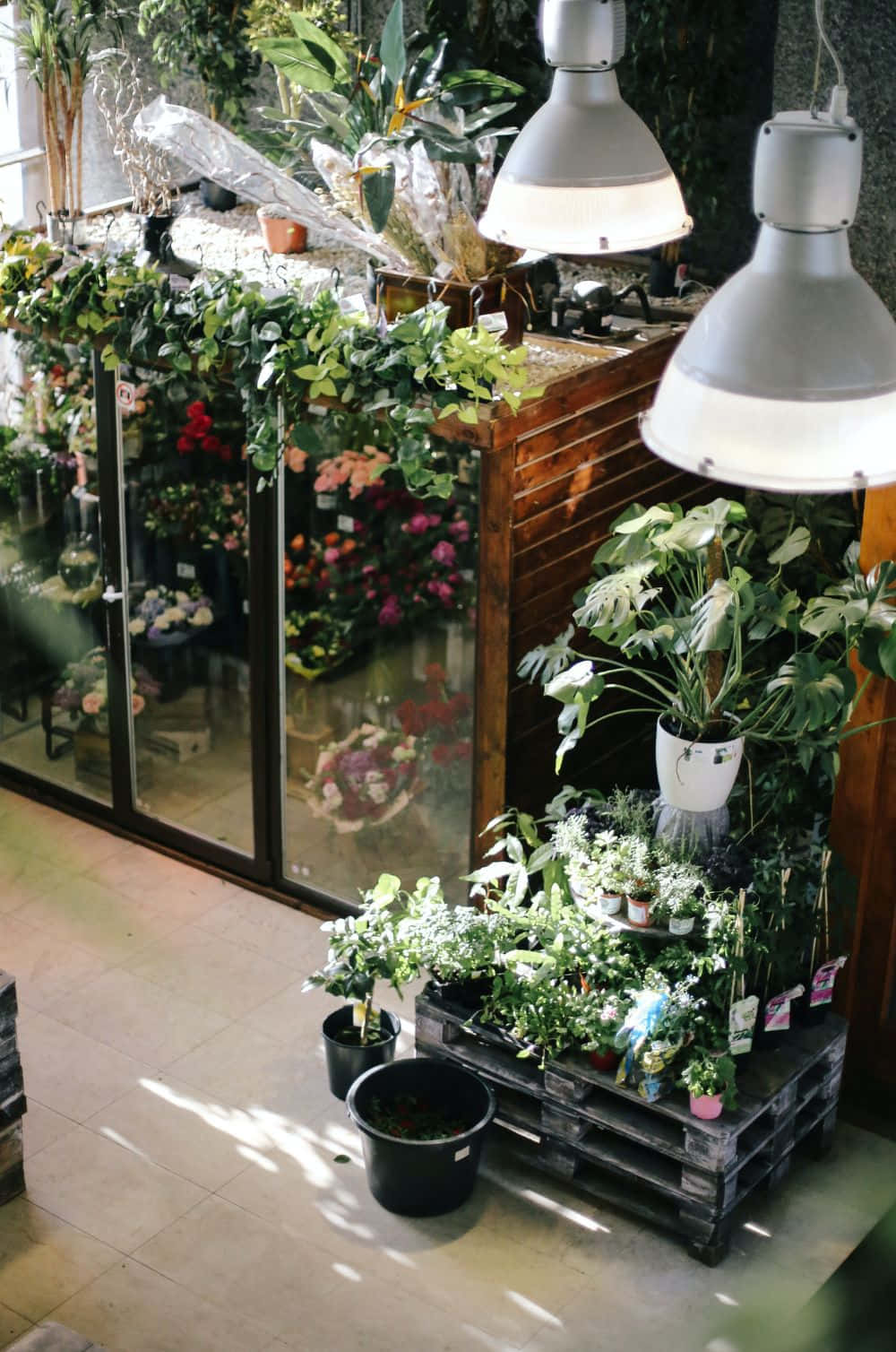 flower shop, sunlight, window, HD Phone Wallpaper