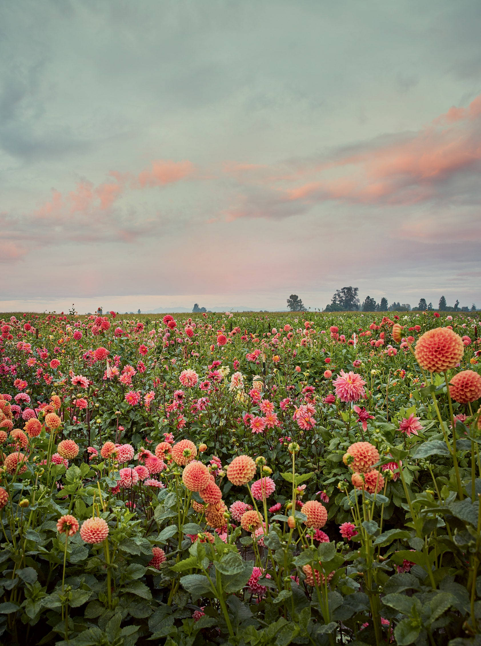 dahlia flower farm, pink dahlias, coral dahlias, Full HD Phone Wallpaper
