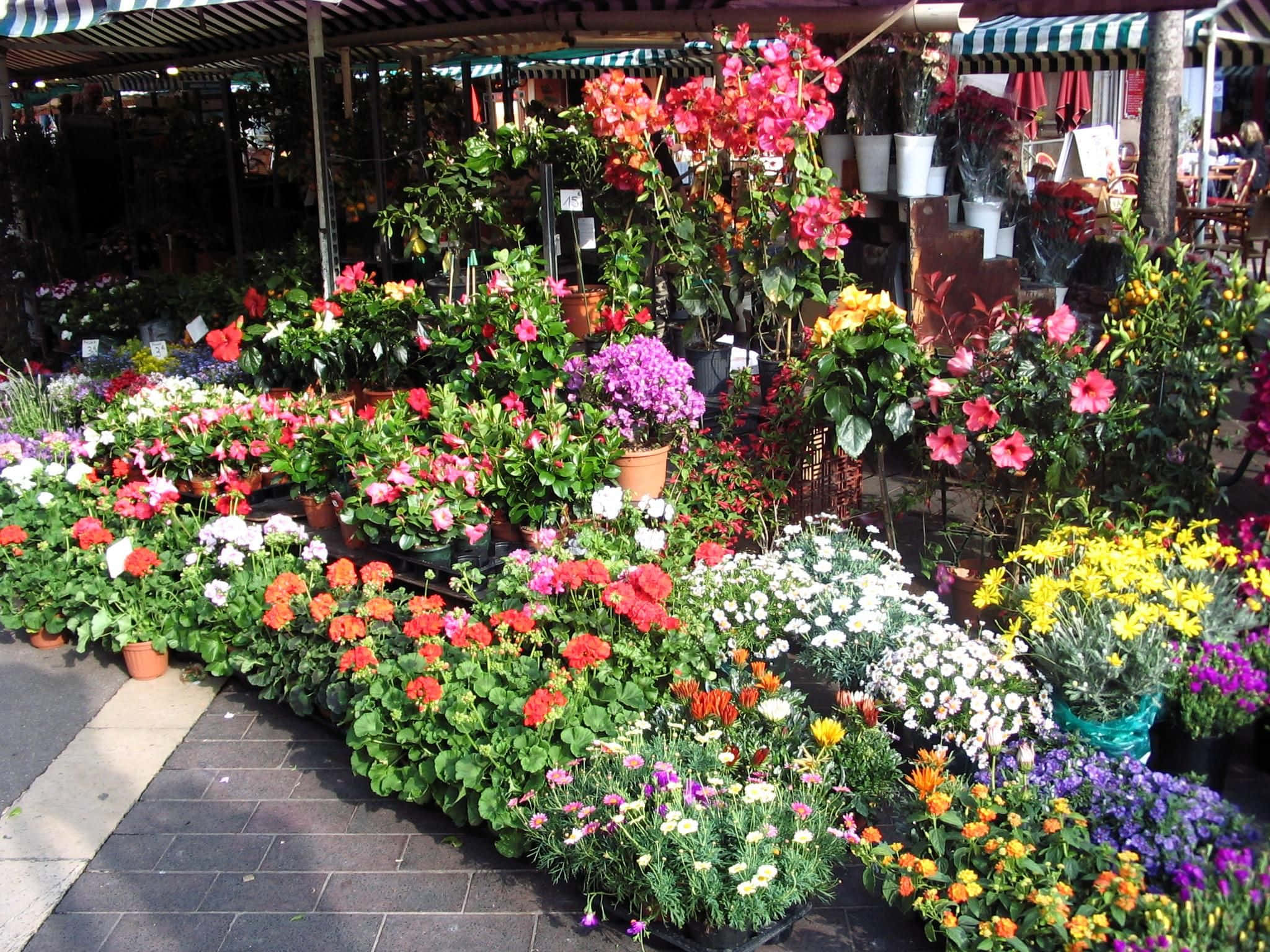 flower market, red, pink, Full HD Desktop Wallpaper