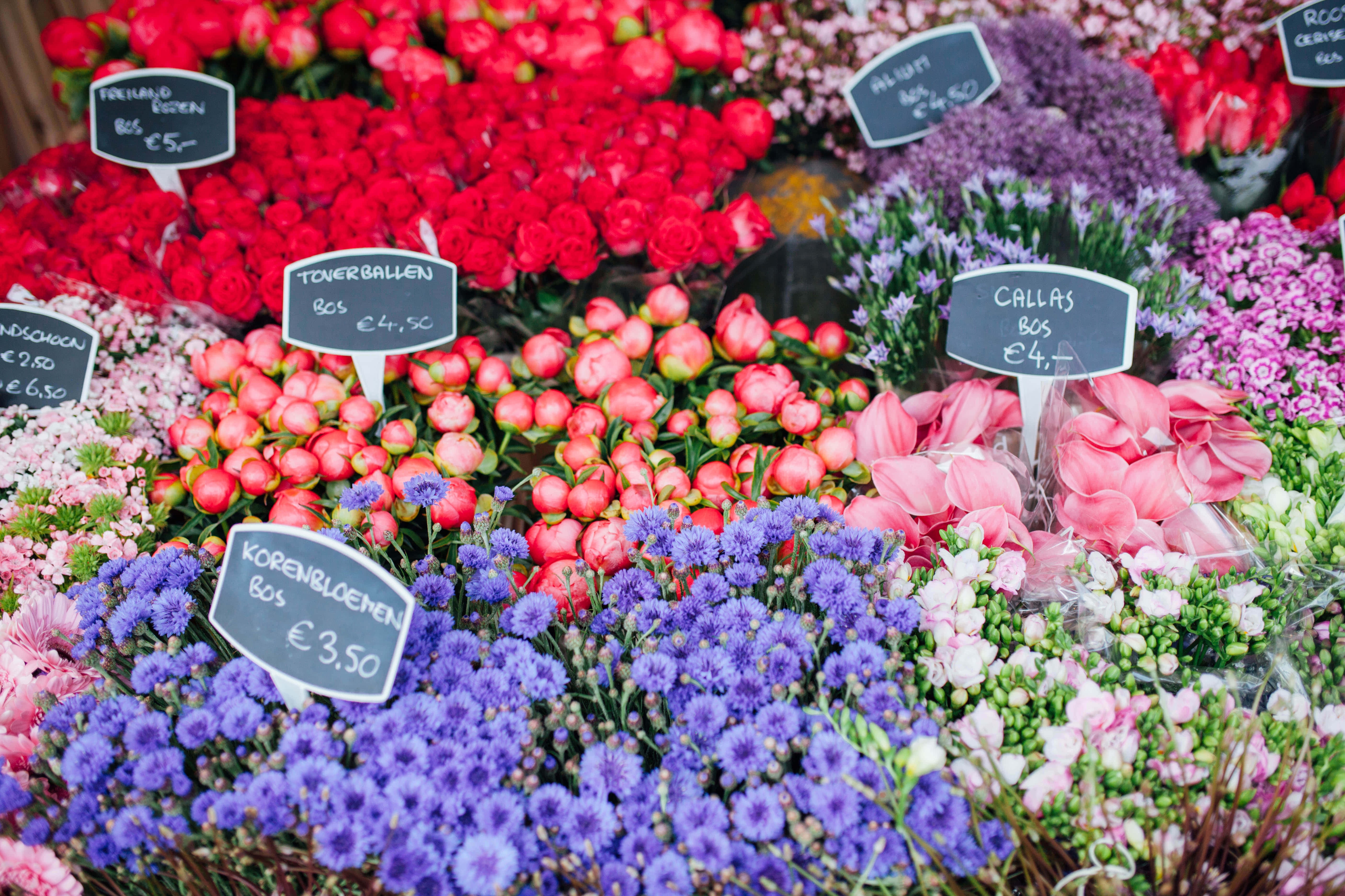 flower market, red, pink, 5K Desktop Wallpaper