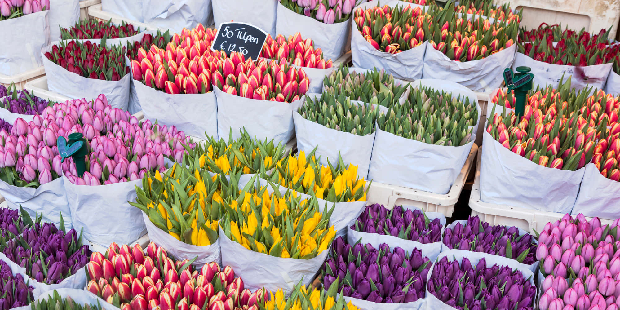 flower market, tulips, purple, Full HD Desktop Wallpaper