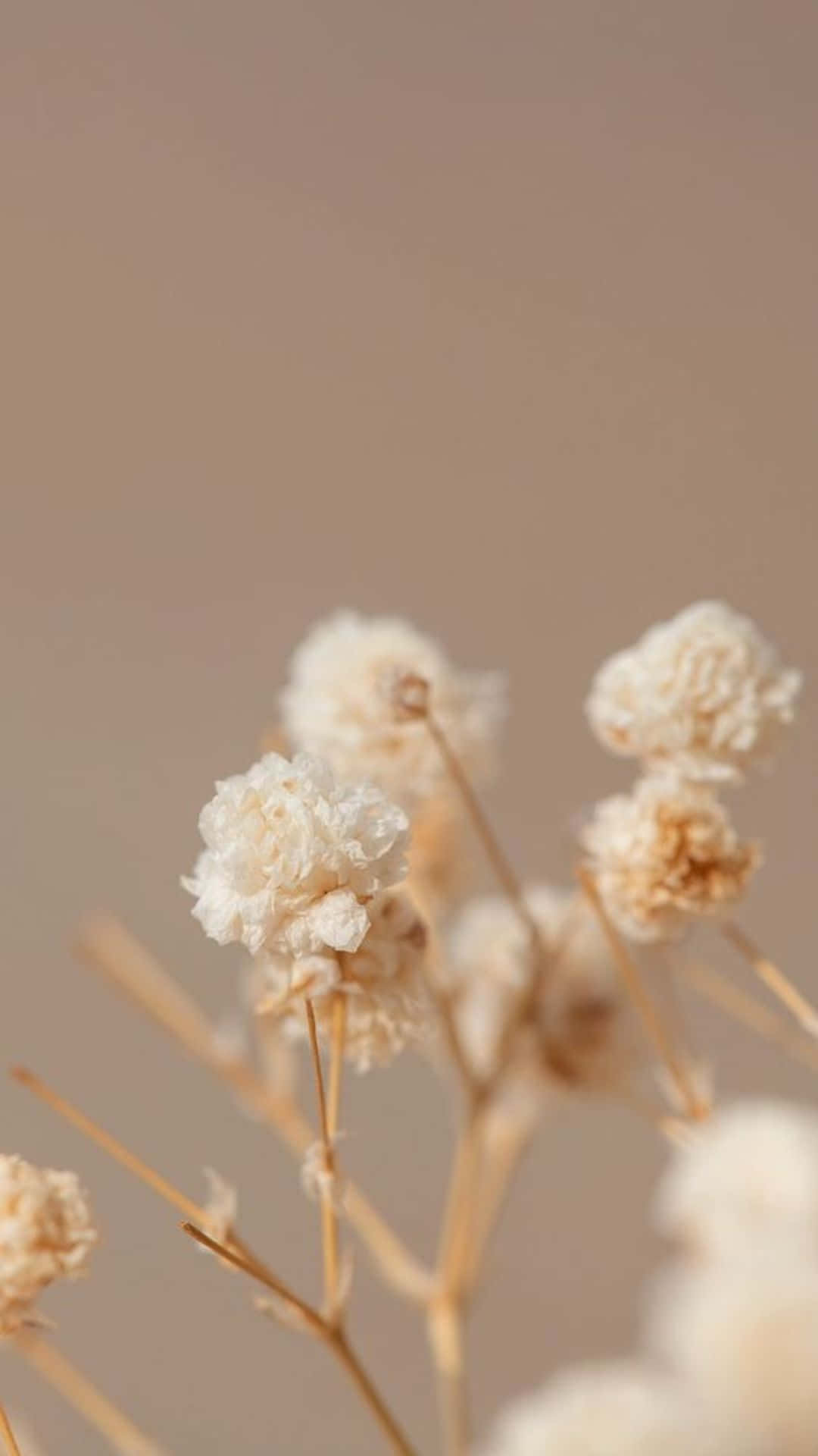 beige dried flowers, soft white dried flower heads, slender stems, Full HD Phone Wallpaper