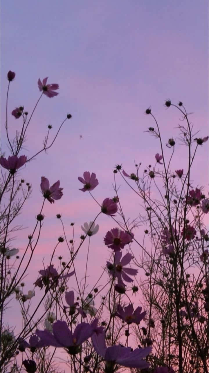 purple cosmos flowers, soft pink and lavender twilight sky, twilight sky, HD Phone Wallpaper