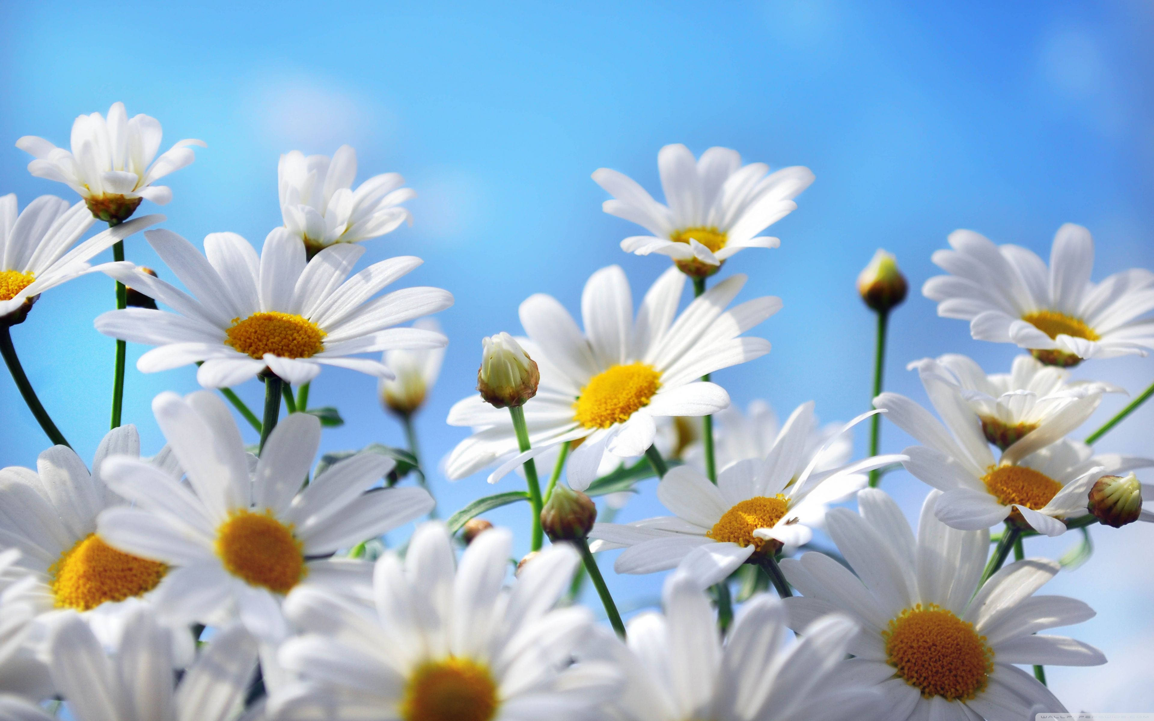 Blooming Daisies 4K, white daisies, yellow centers, 4K Desktop Wallpaper