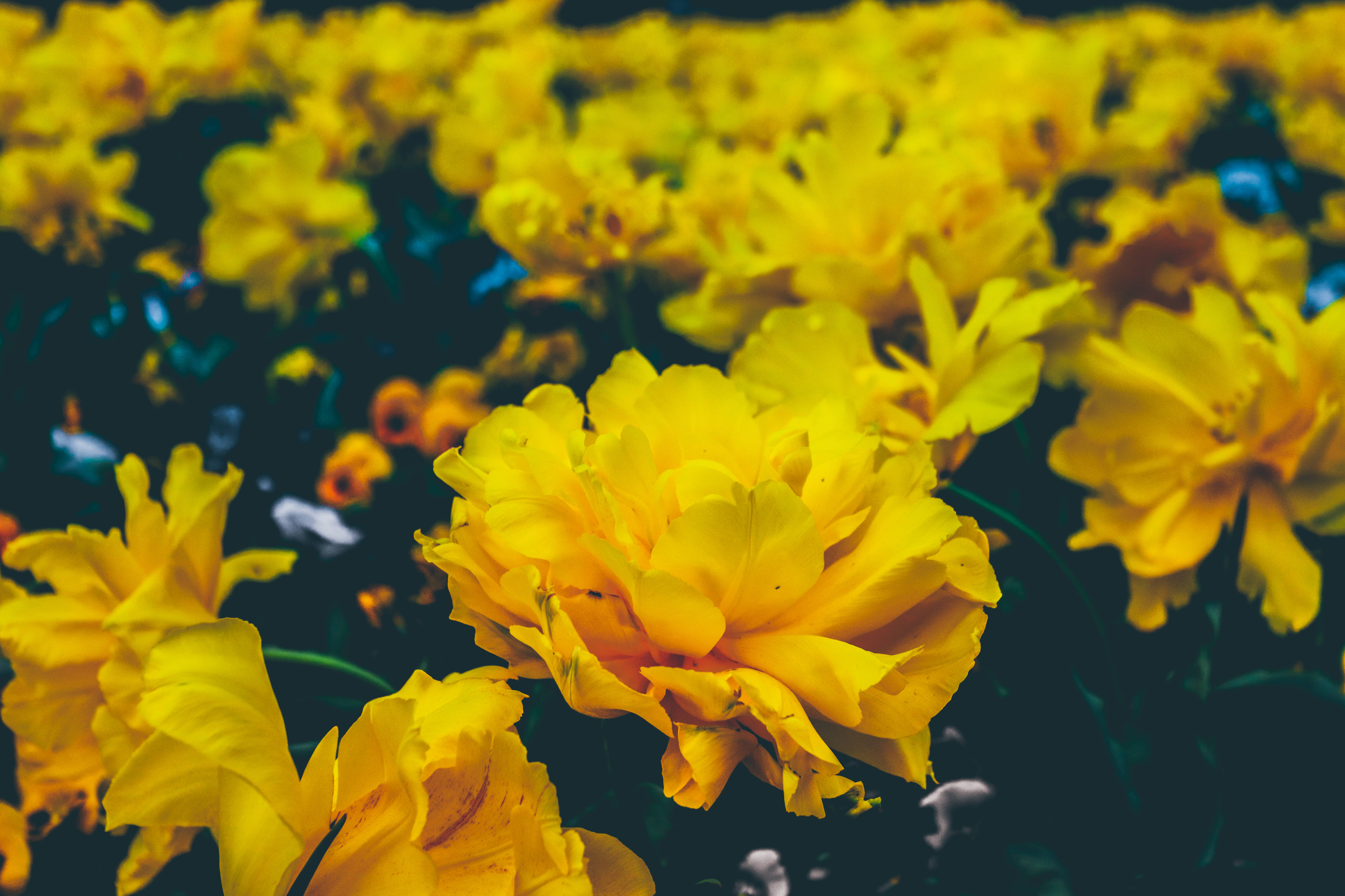 lush yellow flower, vibrant yellow tulips, lush field, 5K Desktop Wallpaper