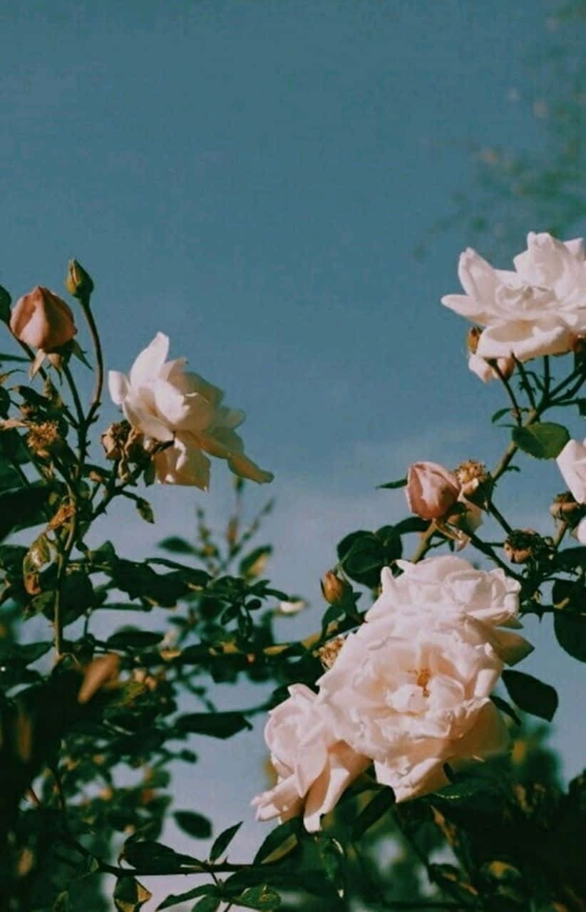 soft white roses, clear blue sky, lush green leaves, HD Phone Wallpaper