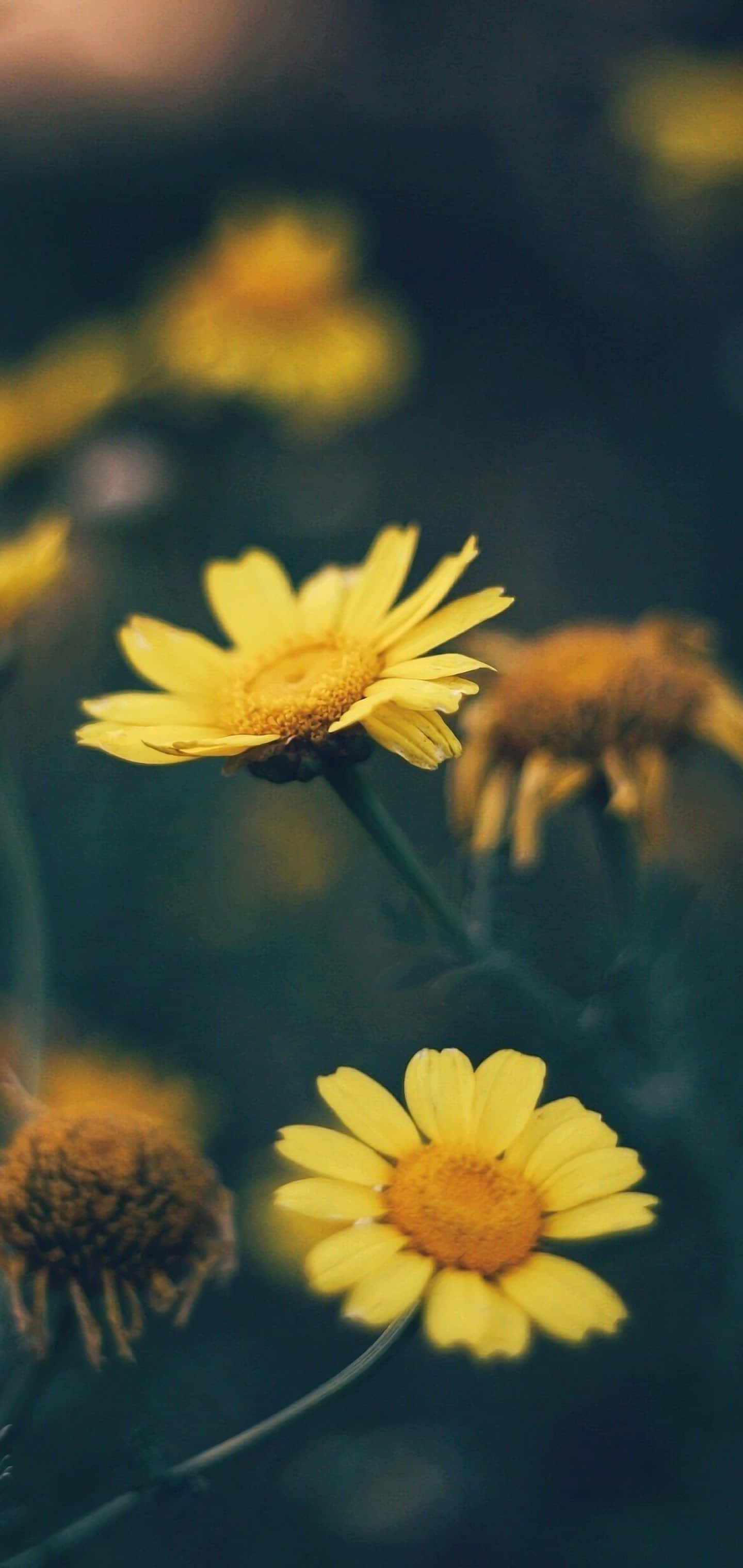 yellow daisy, shallow depth of field, blurred dark green background, 2K Phone Wallpaper