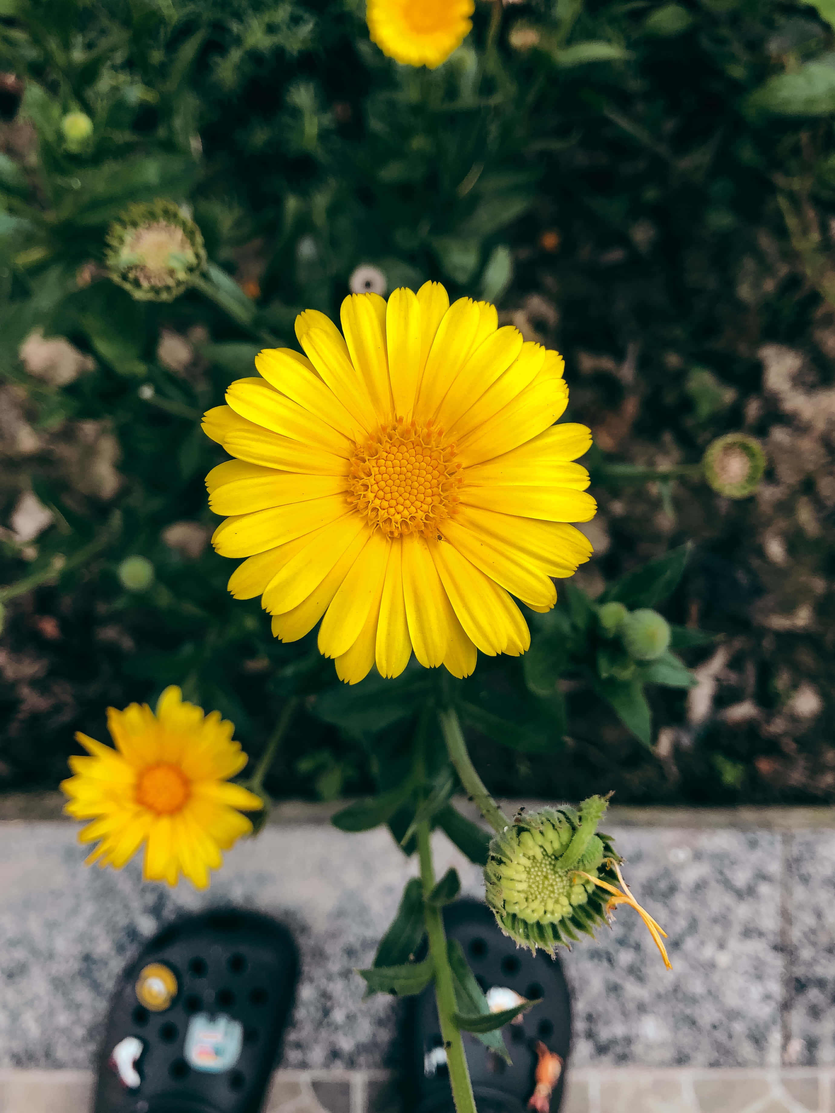 yellow daisy, 2759 x 3679, soft blurred green garden backdrop, 2K Phone Wallpaper