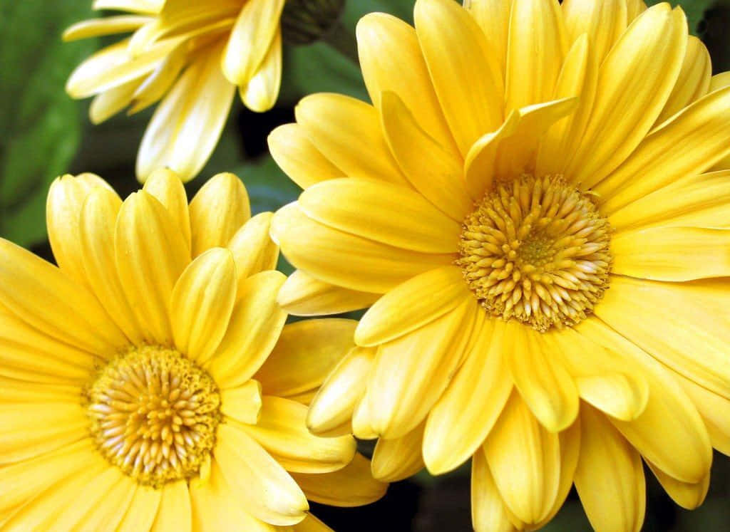 yellow daisy, detailed petals, textured centers, SD Desktop Wallpaper
