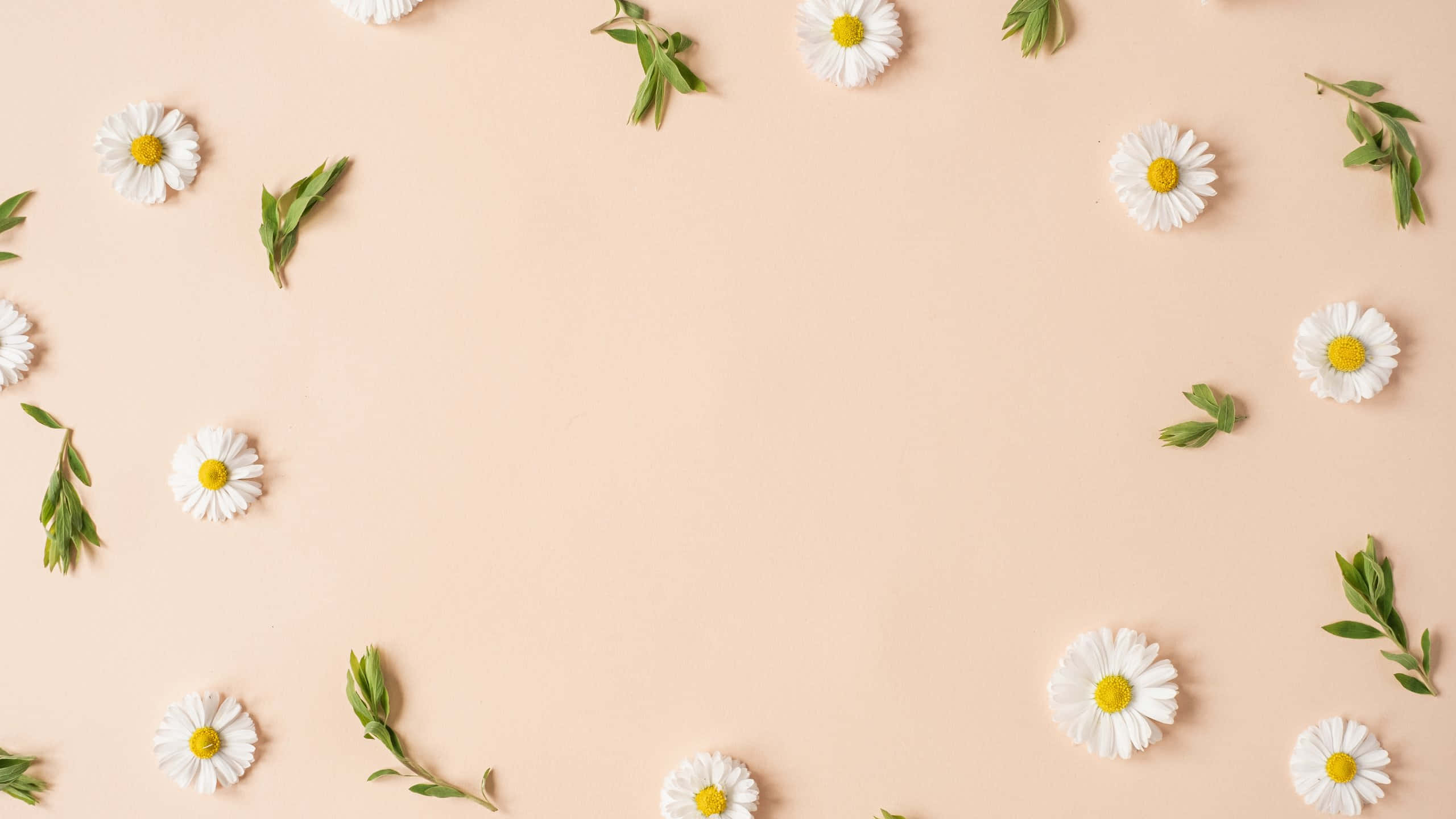 pastel daisy pattern background, white daisies, yellow centers, 2K Desktop Wallpaper