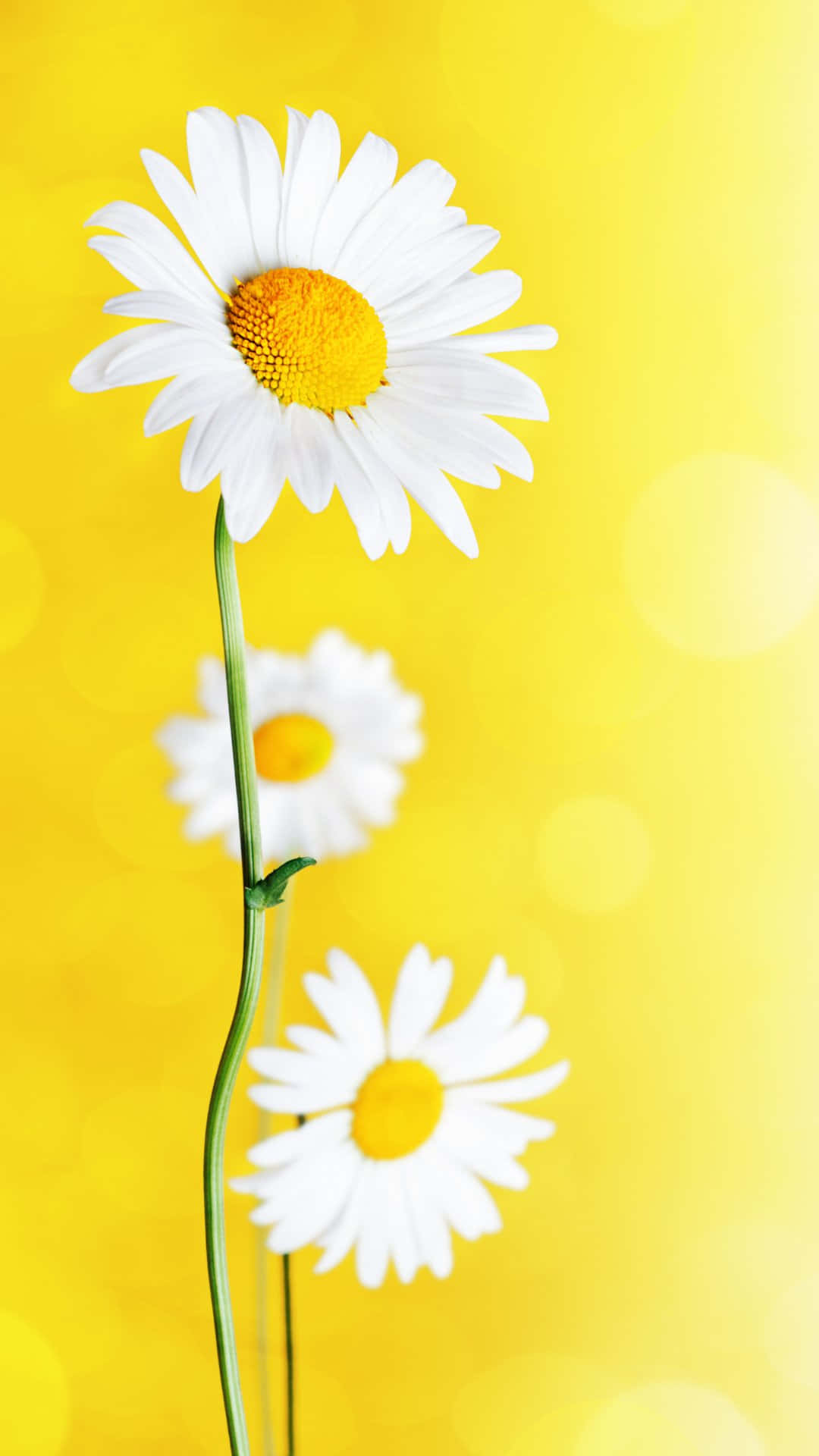 pastel yellow daisy delight, white petals, yellow center, Full HD Phone Wallpaper
