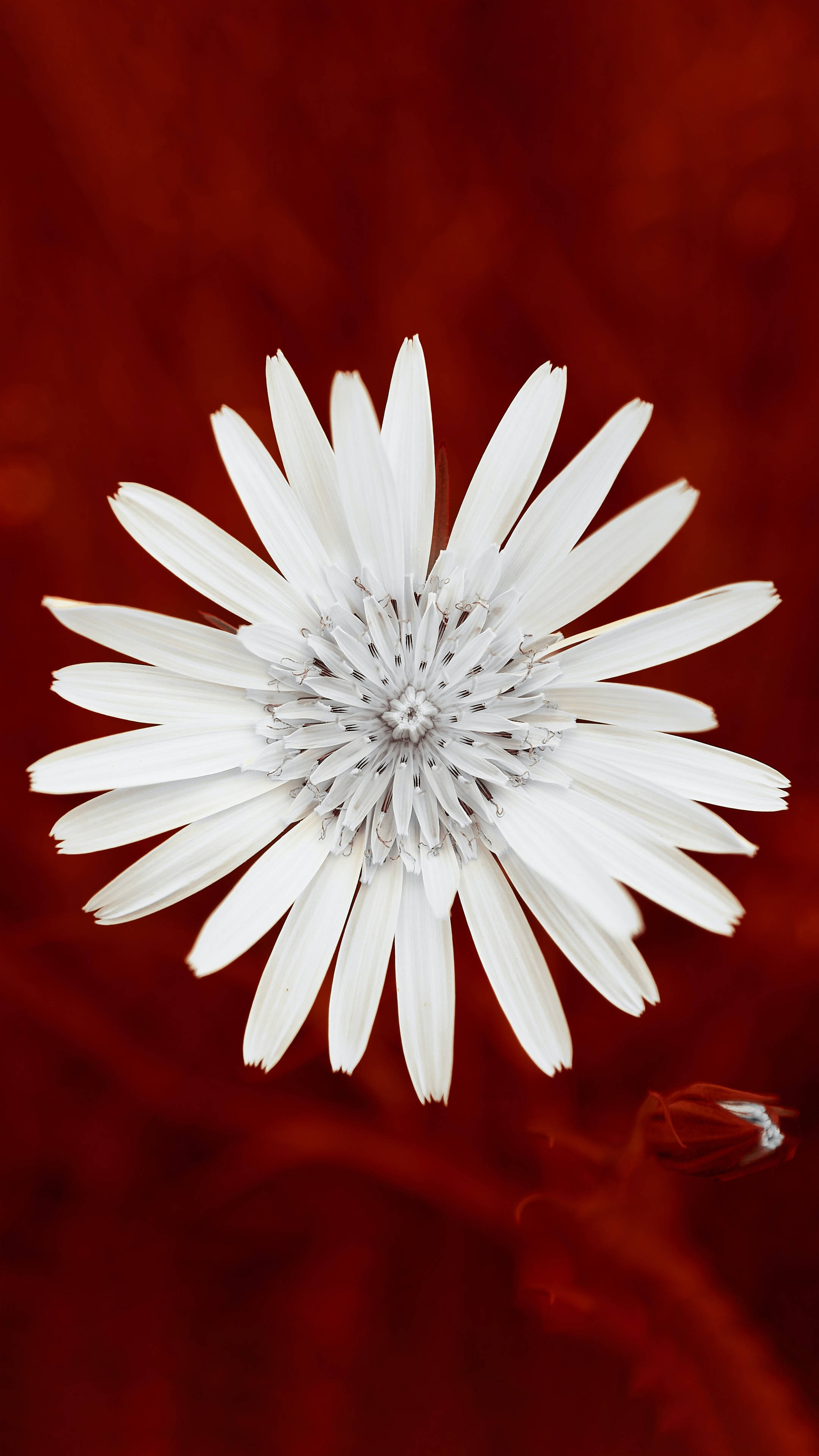 white flower, red background, crimson background, 4K Phone Wallpaper