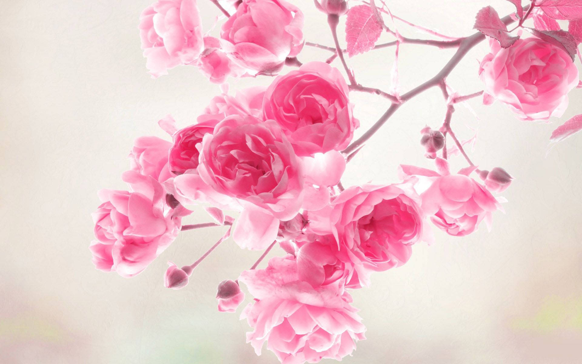 fresh pink flower, pink roses, soft cluster, Full HD Desktop Wallpaper