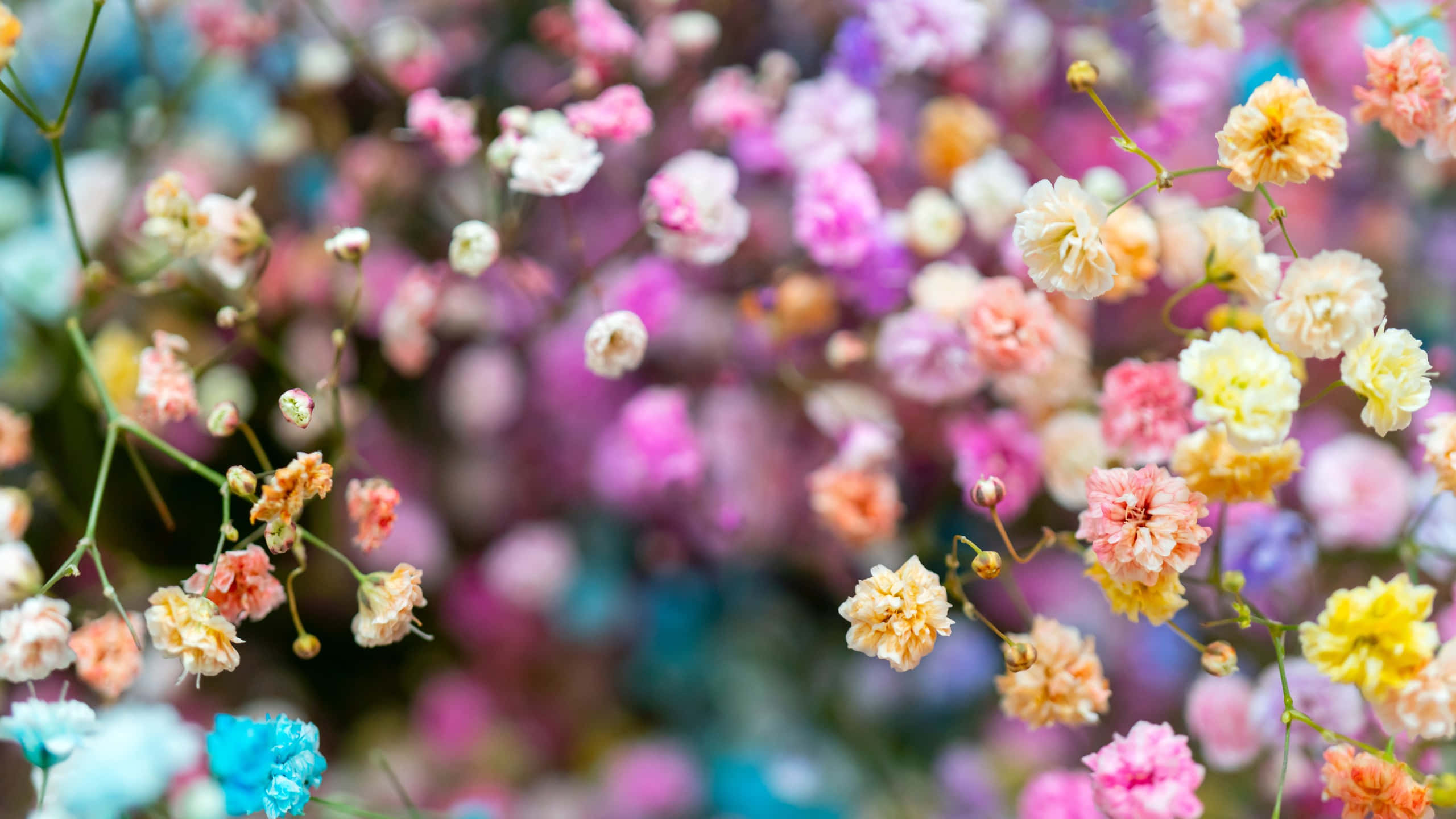 baby's breath, pink, peach, 2K Desktop Wallpaper