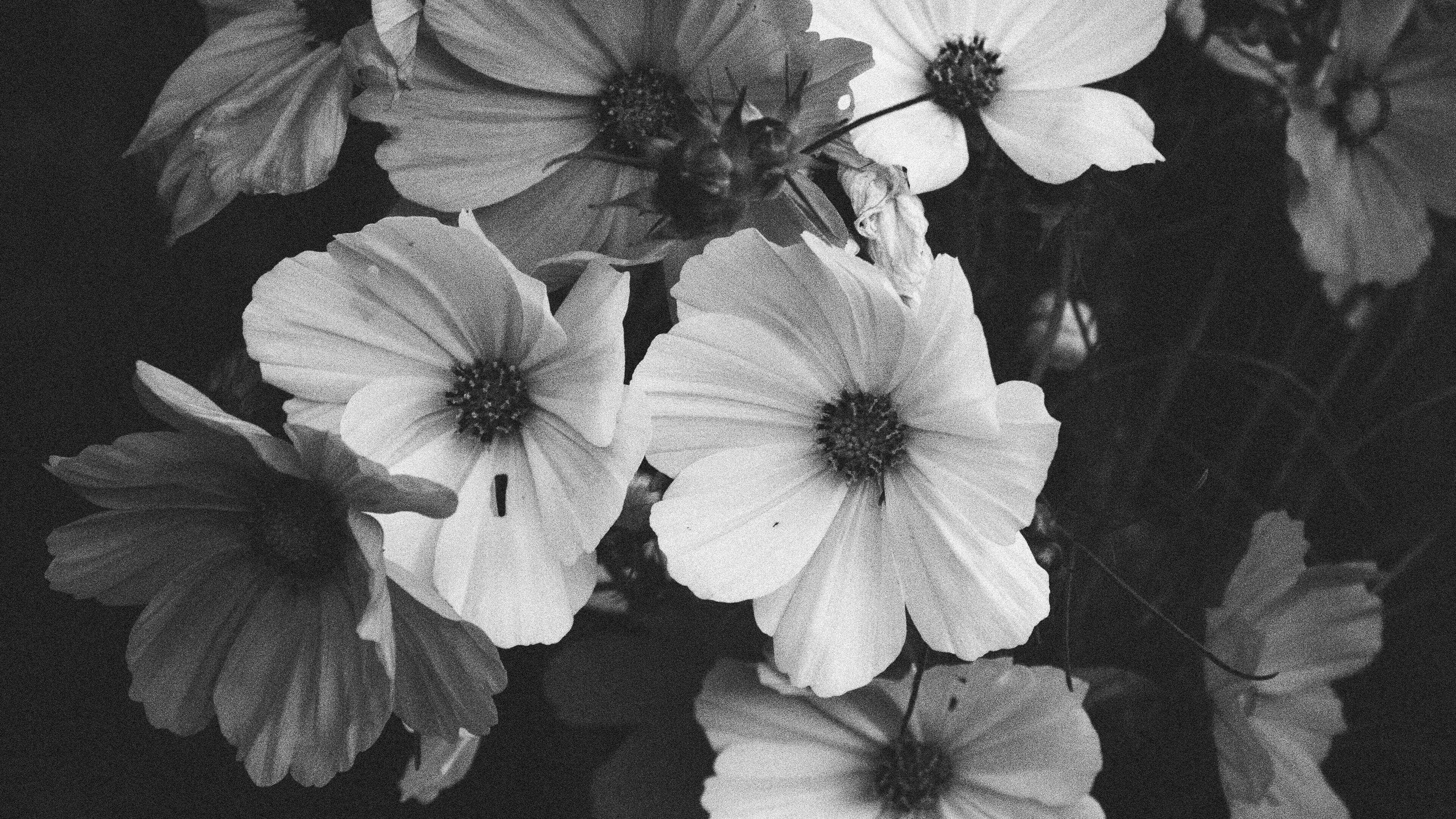 monochrome, cosmos flowers, delicate petals, 4K Desktop Wallpaper