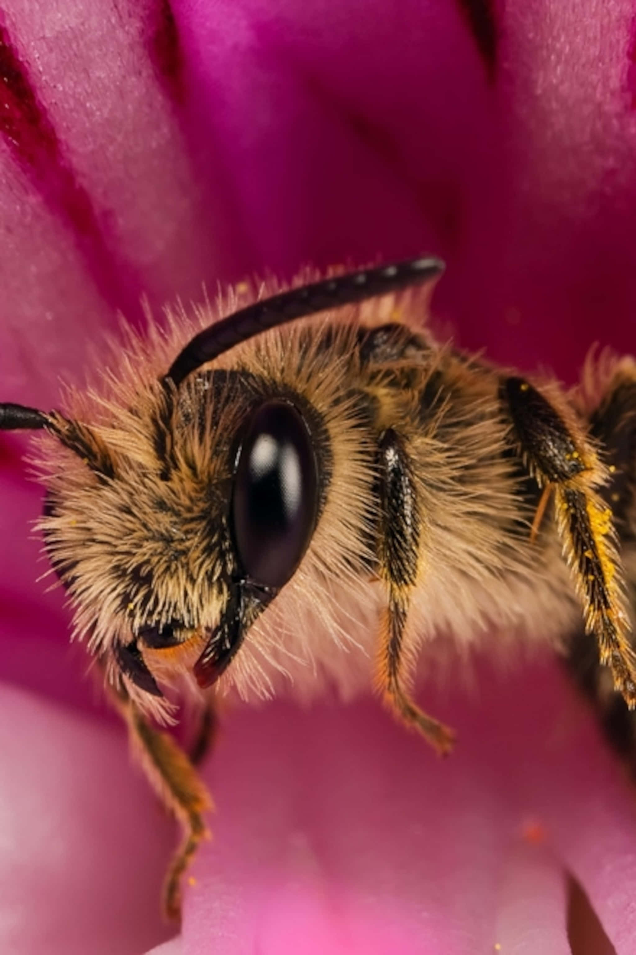 fuzzy bee, large black eyes, vivid pink flower petal, 2K Phone Wallpaper