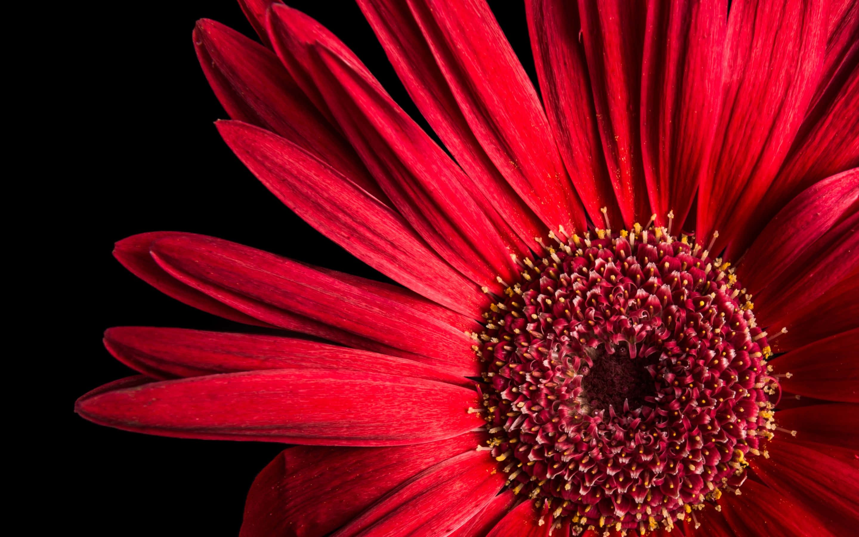 vibrant red gerbera daisy, detailed petals, yellow stamens, 2K Desktop Wallpaper