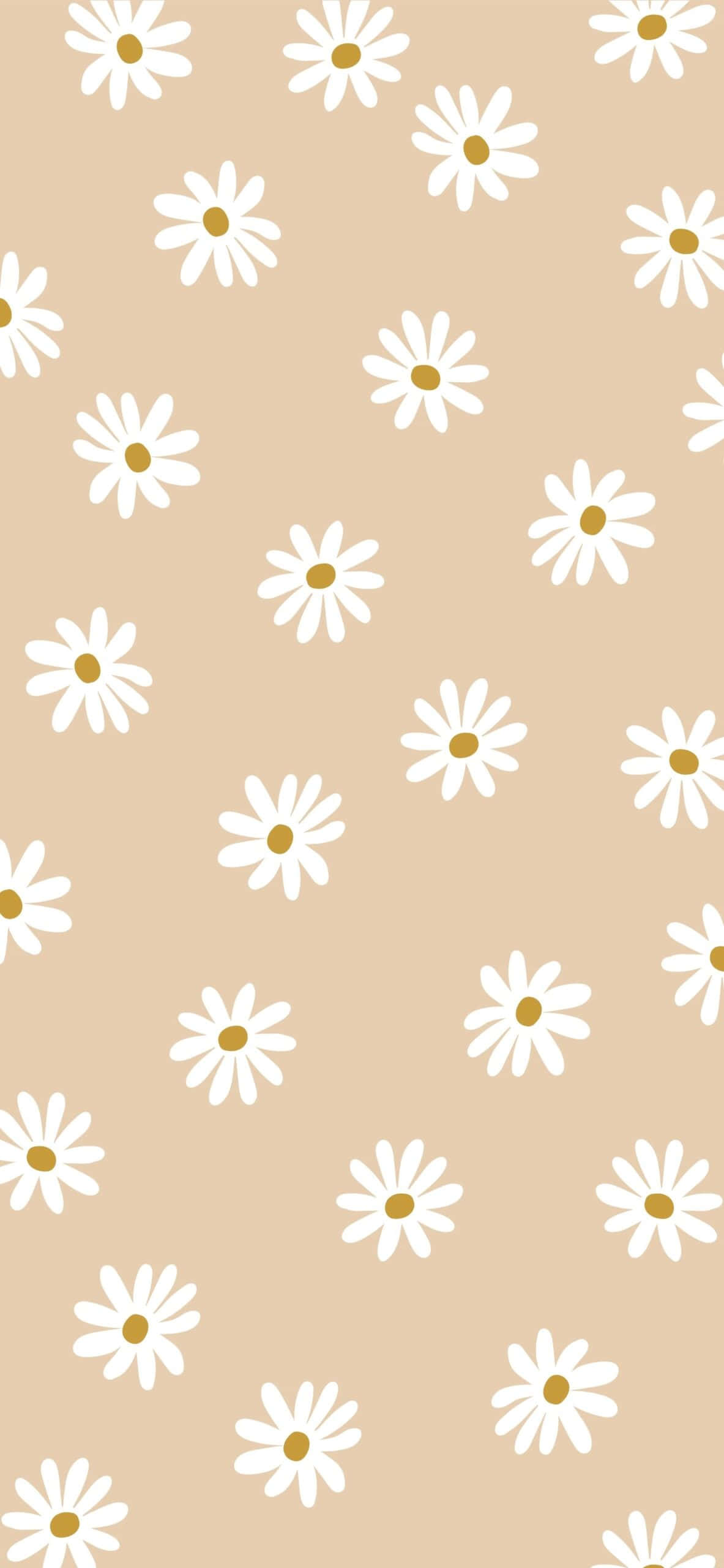 soft beige daisy pattern, white daisies, gold centers, 2K Phone Wallpaper