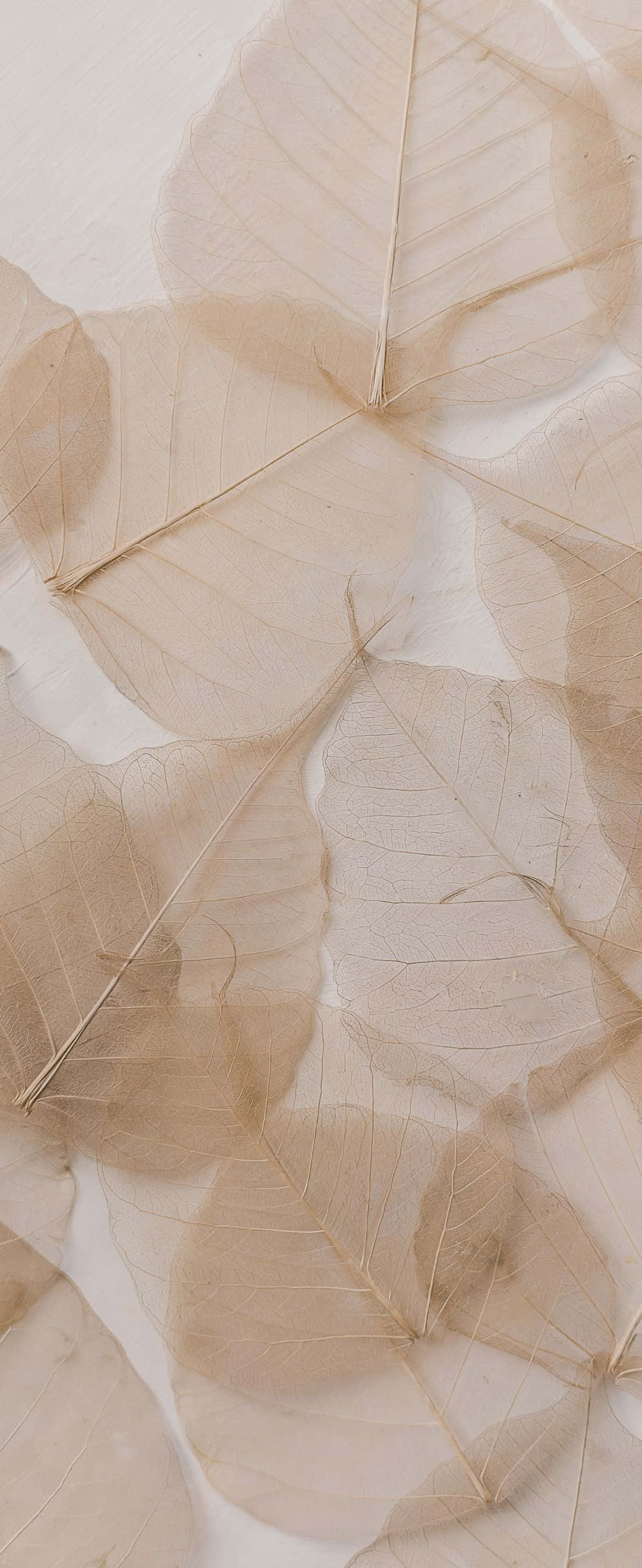 white lily, flowering buds, translucent dried leaves, 2K Phone Wallpaper