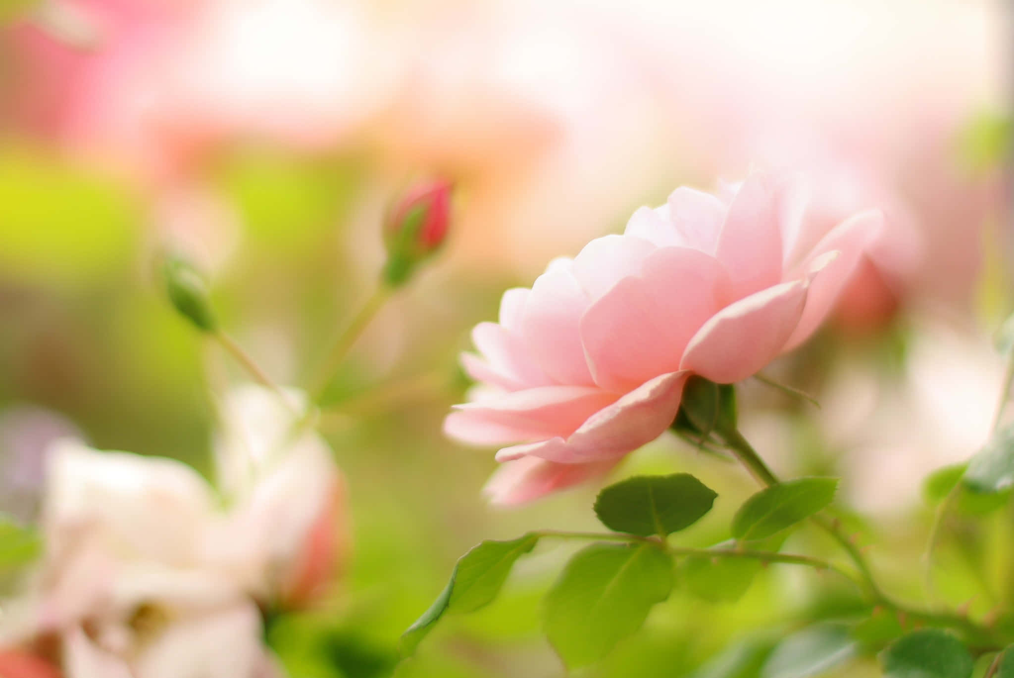 soft pink rose, dreamy blurred garden, warm sunlight, Full HD Desktop Wallpaper