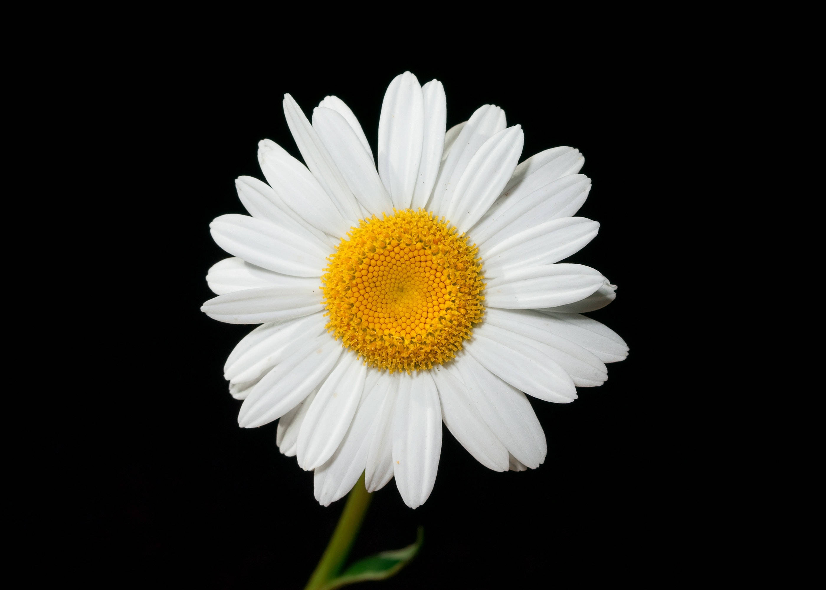 Young Daisy Flower, white daisy, vibrant yellow center, 2K Desktop Wallpaper
