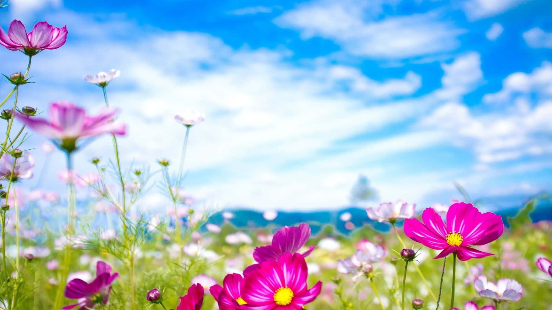 cosmos flowers, sunlit meadow, bright blue sky, Full HD Desktop Wallpaper