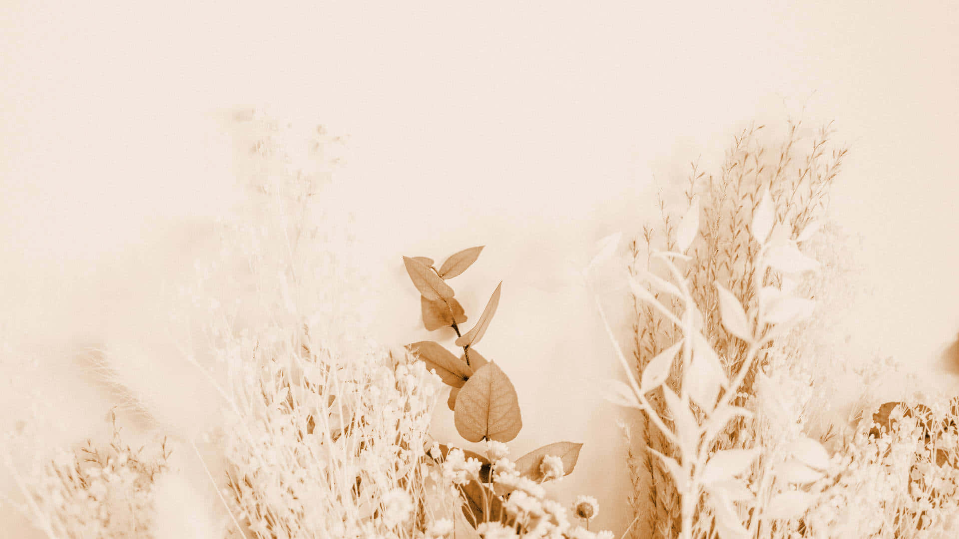 beige cream floral aesthetic, soft beige dried grasses, leaves, Full HD Desktop Wallpaper