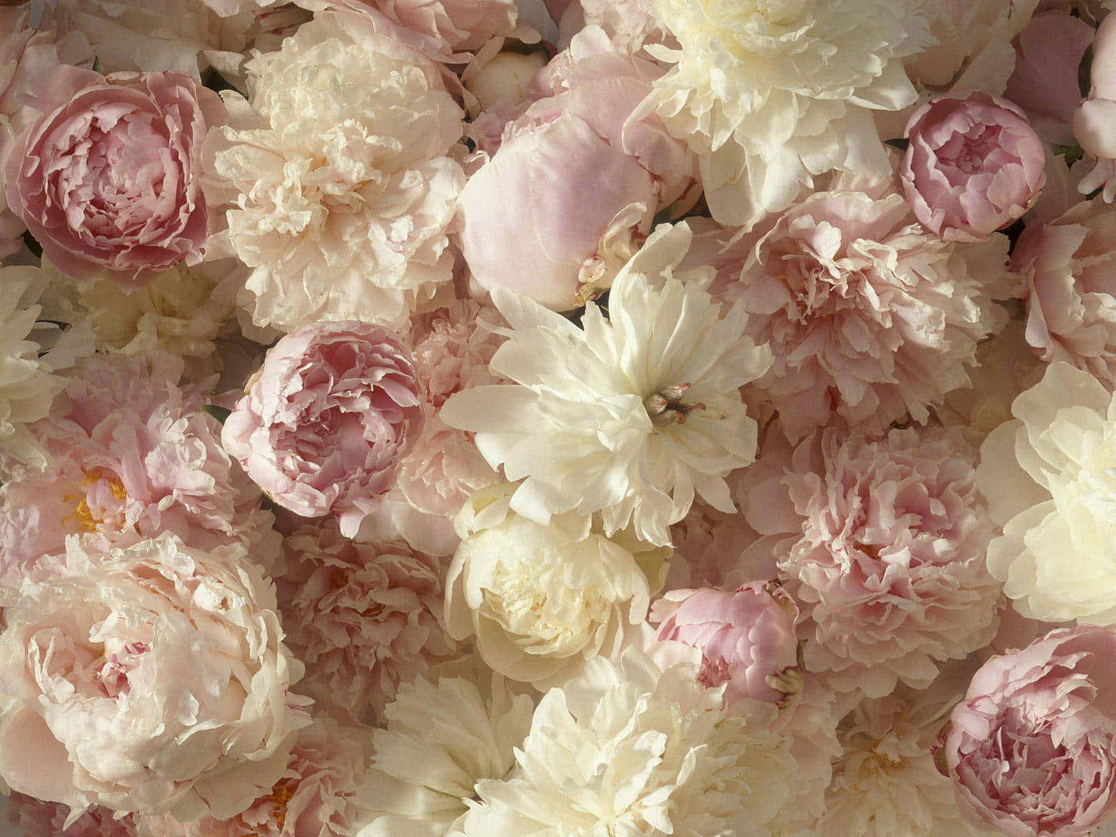 peony blossoms, soft pink, cream, HD Desktop Wallpaper