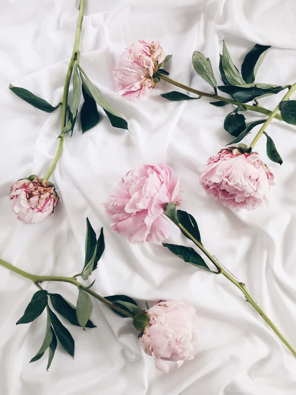 peony blossoms, satin background, soft pink peonies, HD Phone Wallpaper