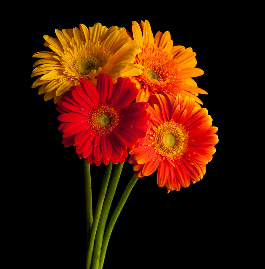 vibrant gerbera daisies, red orange and yellow, stark black background, SD Phone Wallpaper
