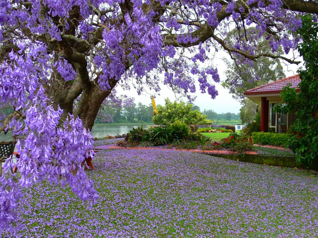 Flower Tree
