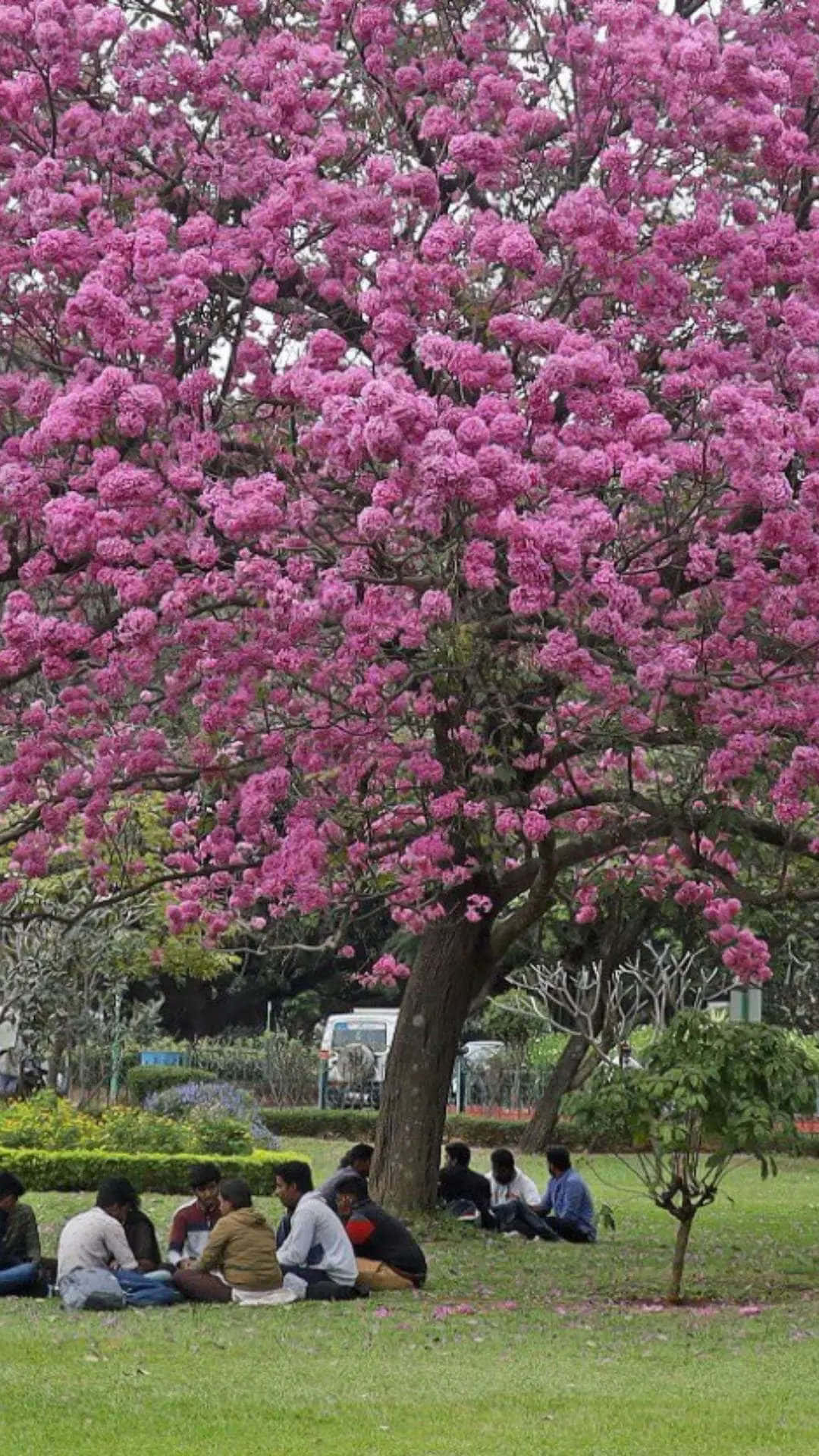 Flower Tree, pink blossoms, lush green park, Full HD Phone Wallpaper