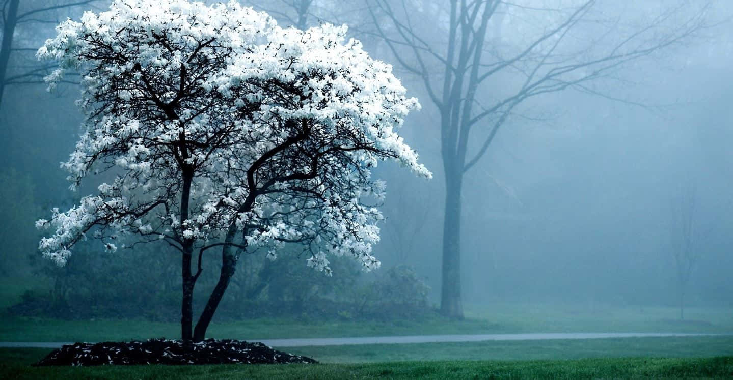 flower tree, snow-dusted tree, misty park, HD Desktop Wallpaper