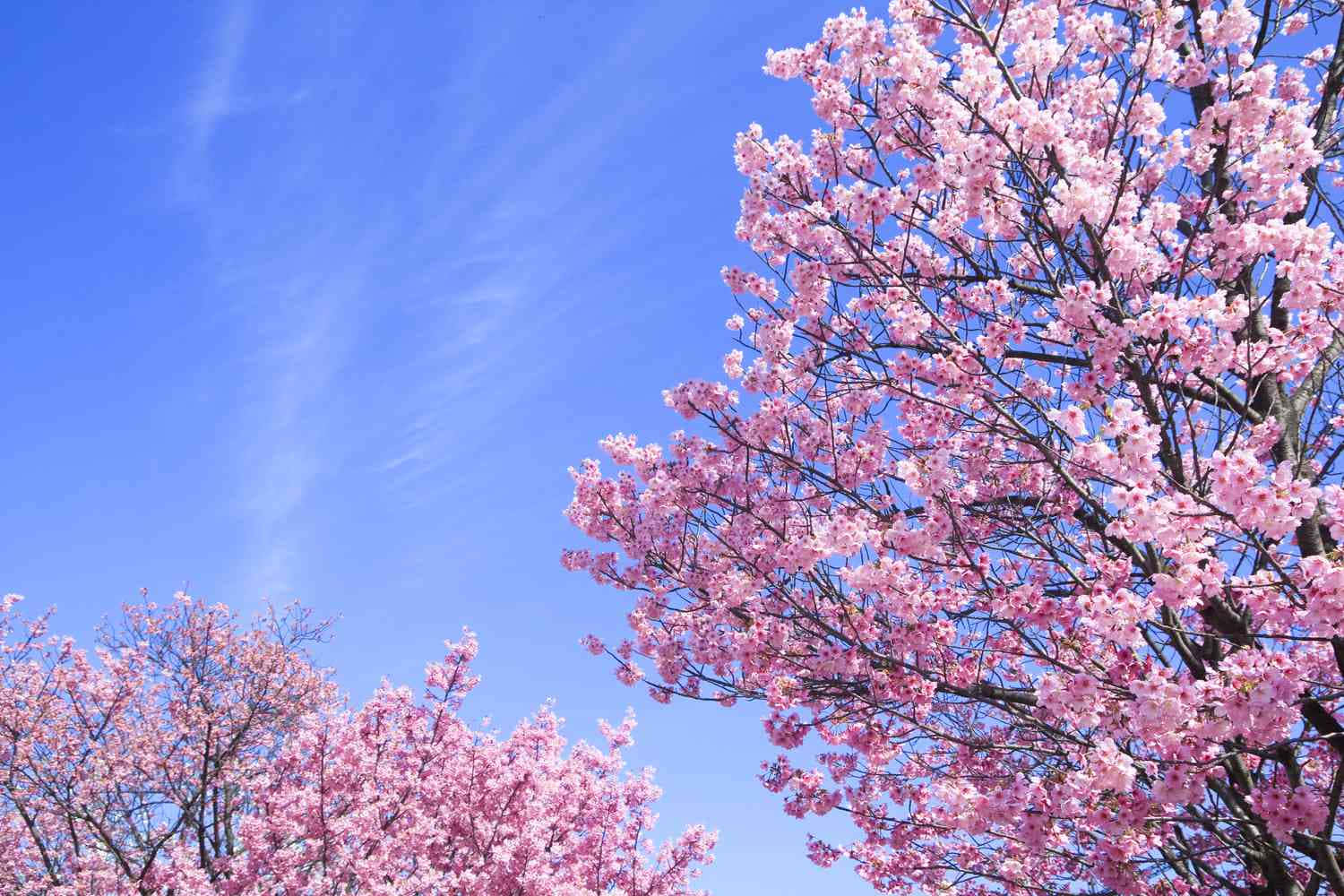 Flower Tree, pink cherry blossoms, clear blue sky, HD Desktop Wallpaper