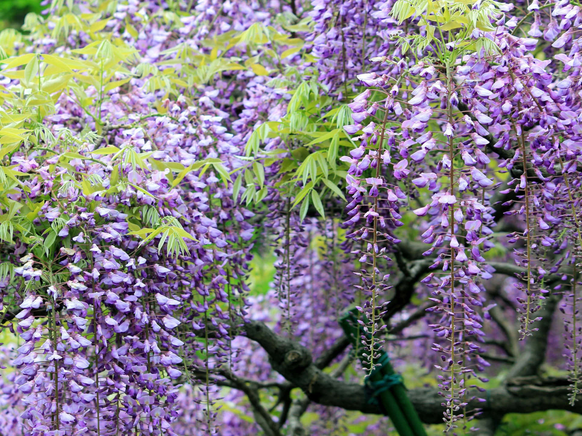 flower tree, vibrant purple wisteria, lush clusters, Full HD Desktop Wallpaper