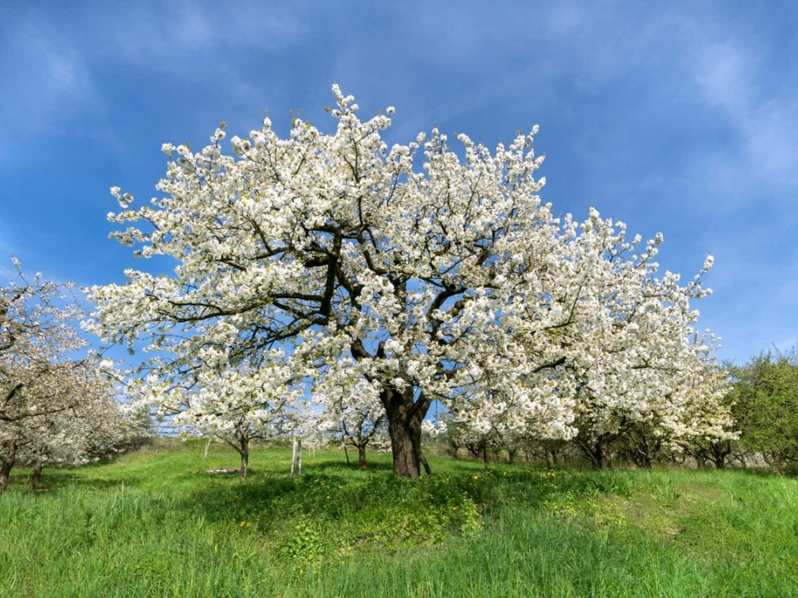 flower tree, cherry tree, vibrant green field, HD Desktop Wallpaper