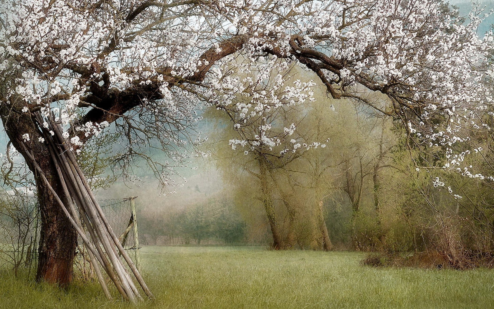 flower tree, cherry tree, misty field, Full HD Desktop Wallpaper