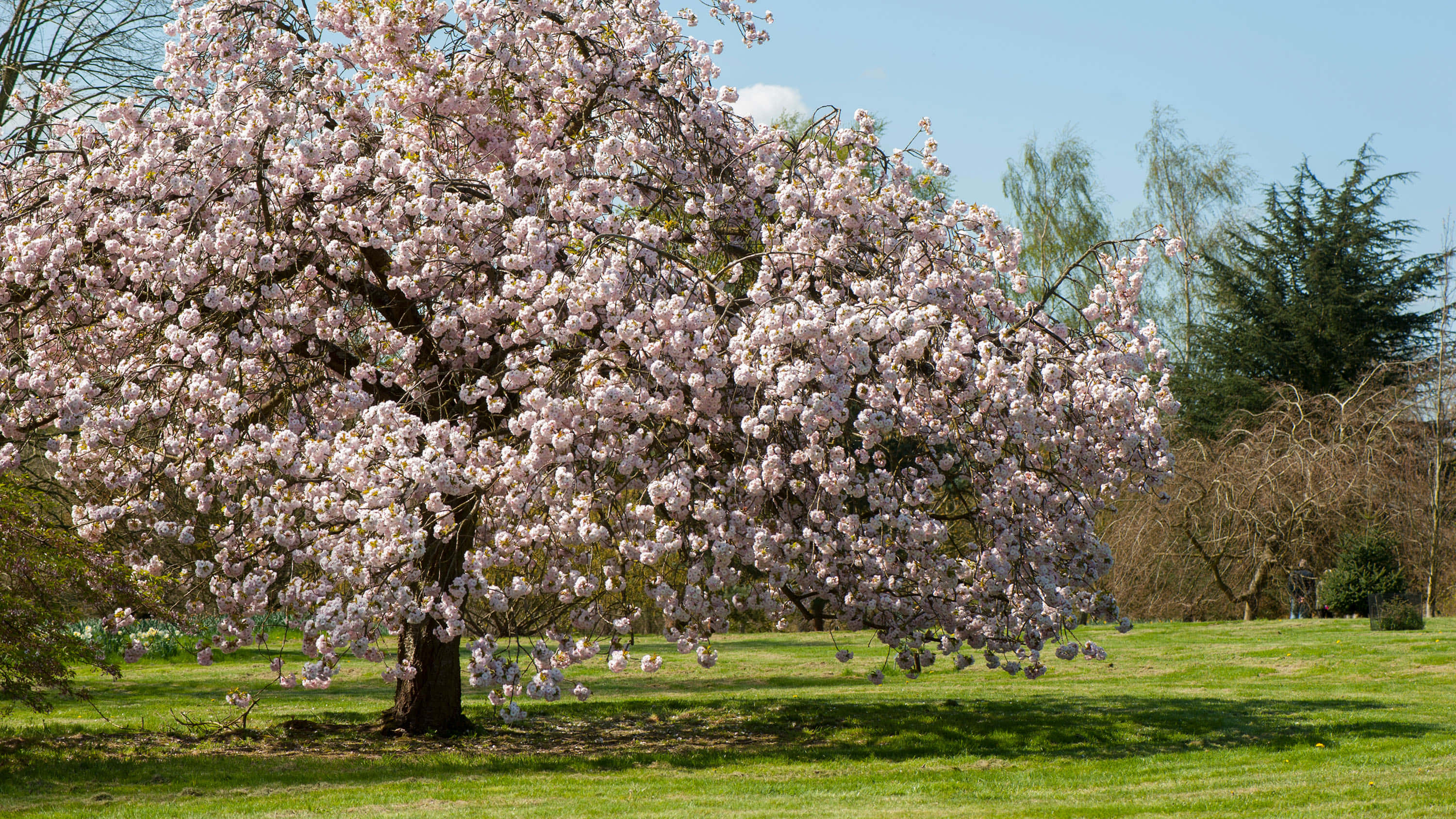Flower Tree, cherry blossom tree, pink shadows, 2K Desktop Wallpaper