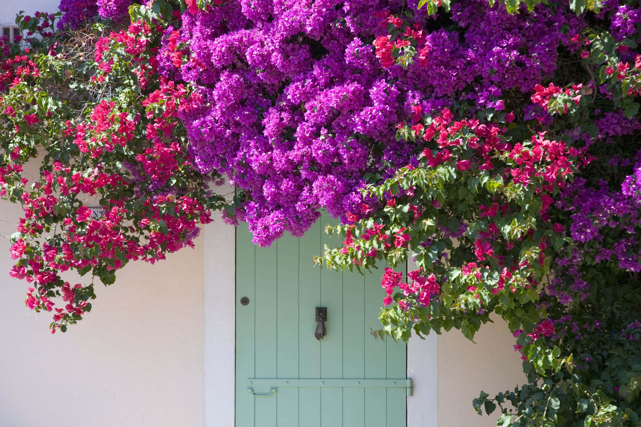 Flower Tree, magenta, fuchsia, Full HD Desktop Wallpaper