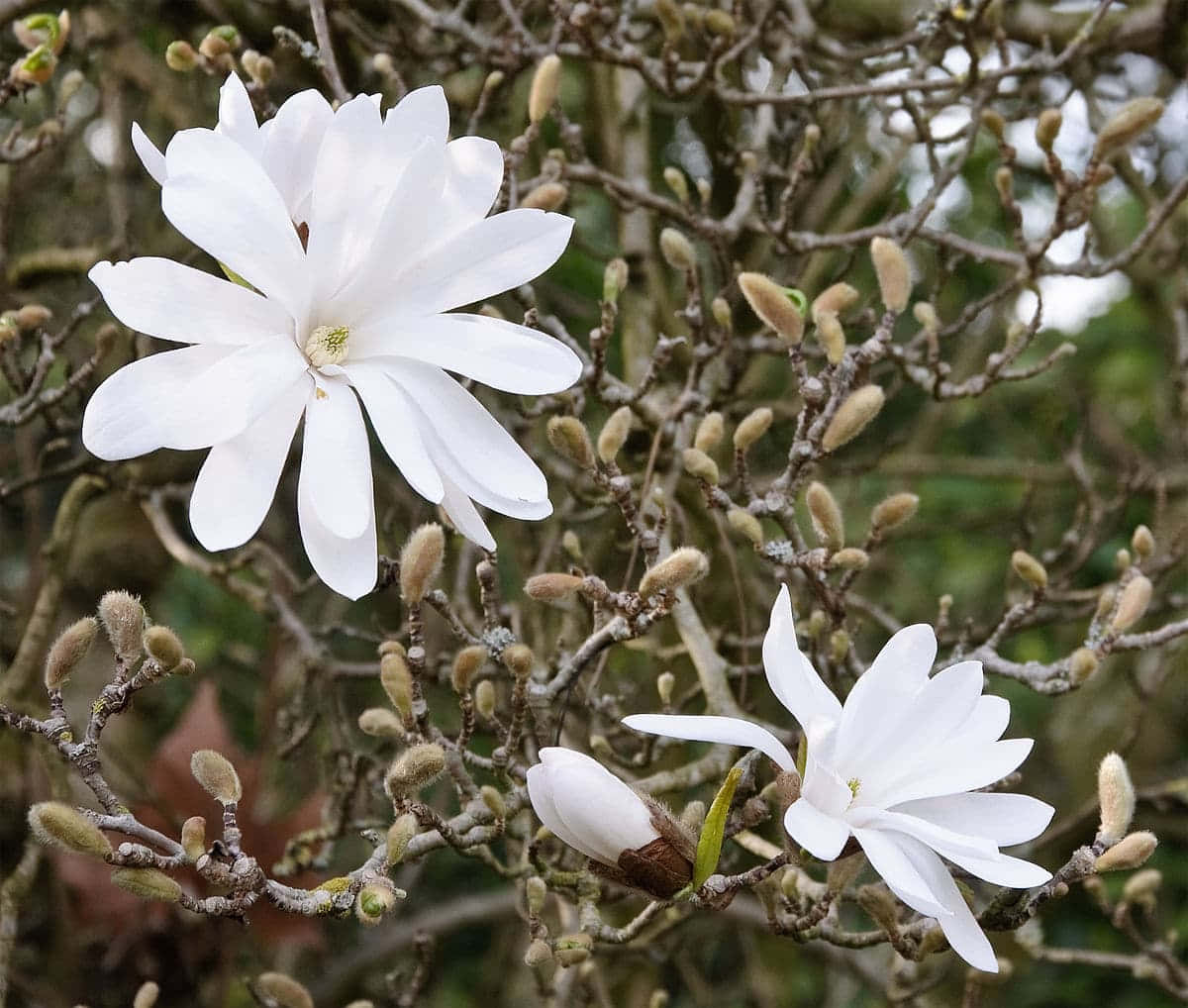 flower tree, white magnolia blossoms, bare branches, SD Desktop Wallpaper