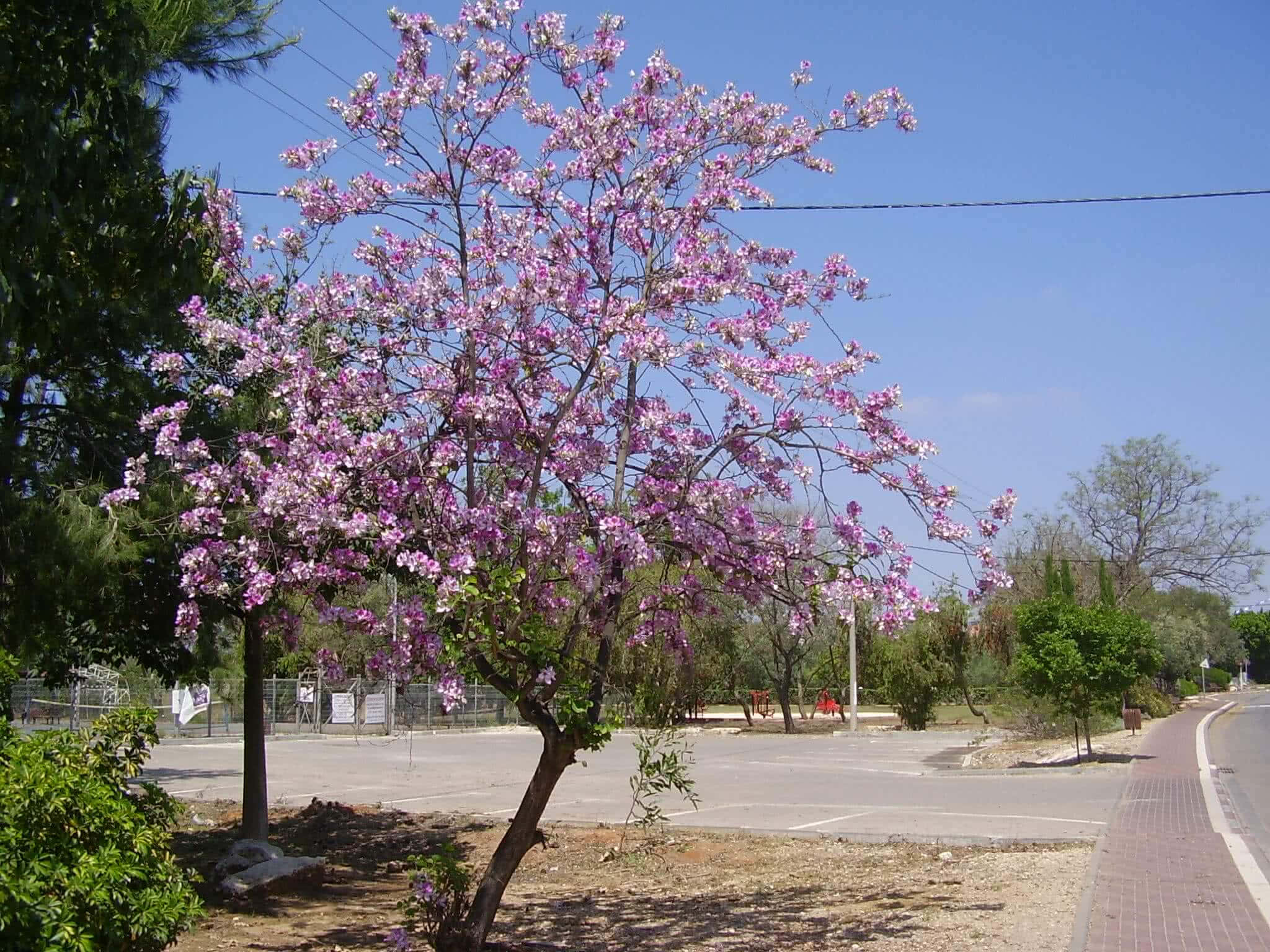 Flower Tree, pink flowering tree, full bloom, Full HD Desktop Wallpaper