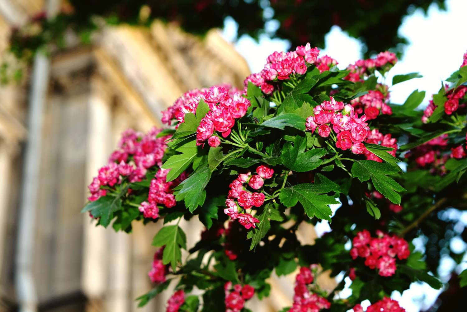 Flower Tree, pink blossoms, green leaves, HD Desktop Wallpaper