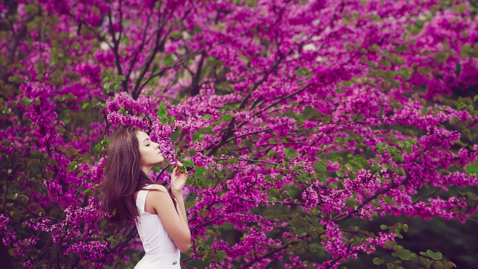flower tree, white dress, vibrant purple flowering tree, Full HD Desktop Wallpaper