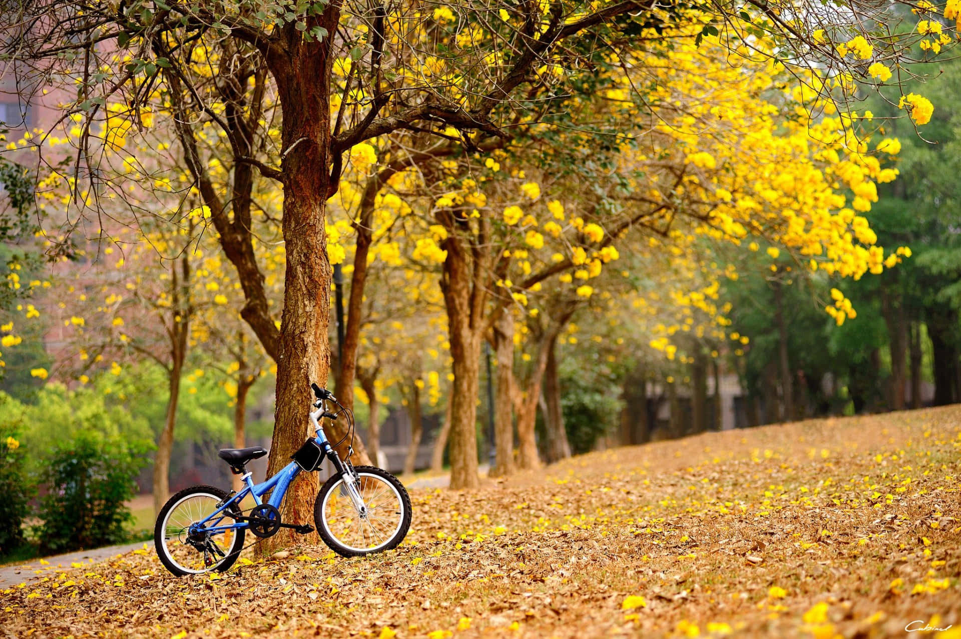 Flower Tree, blue bicycle, tree, Full HD Desktop Wallpaper