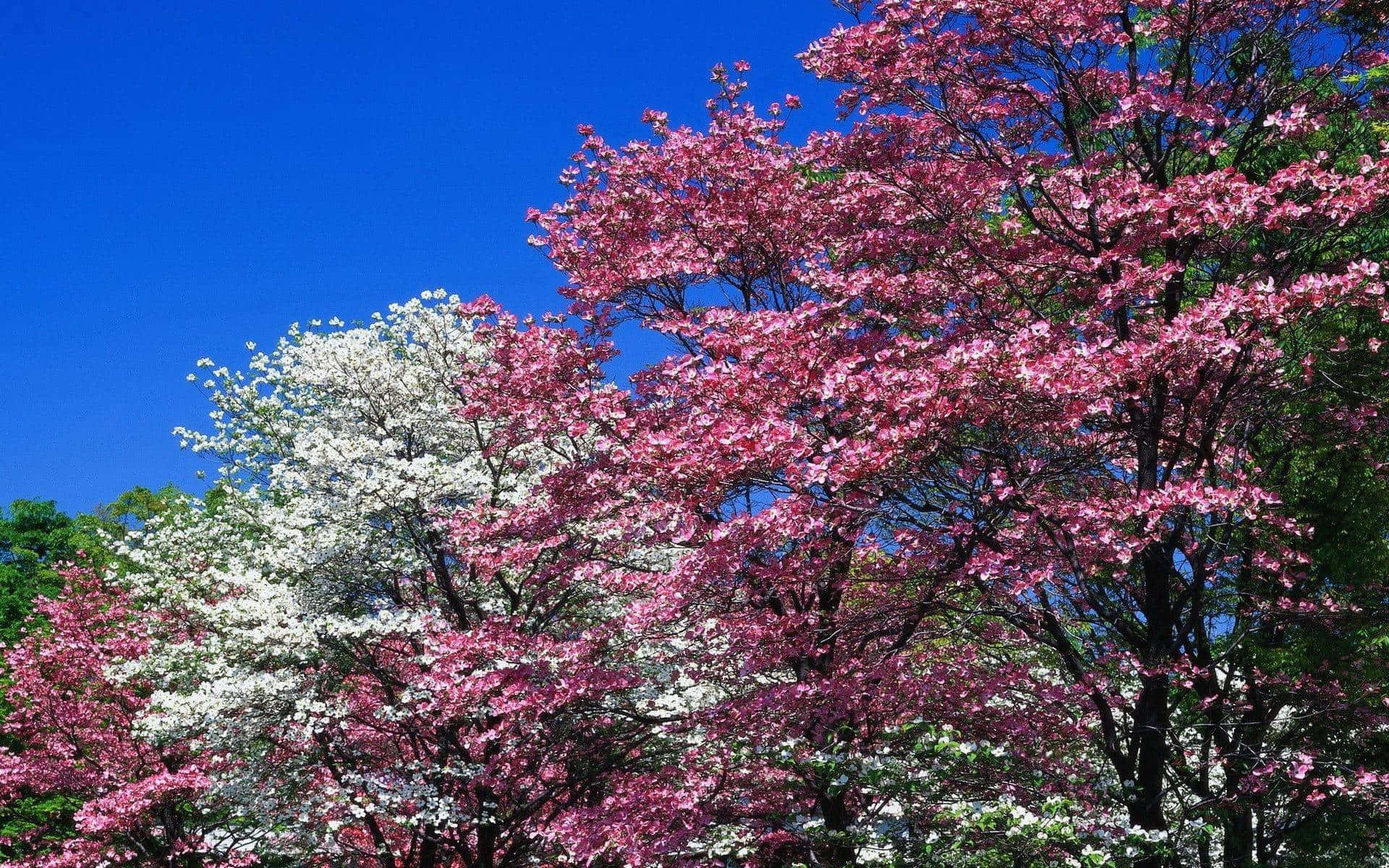 Flower Tree, pink, white, Full HD Desktop Wallpaper