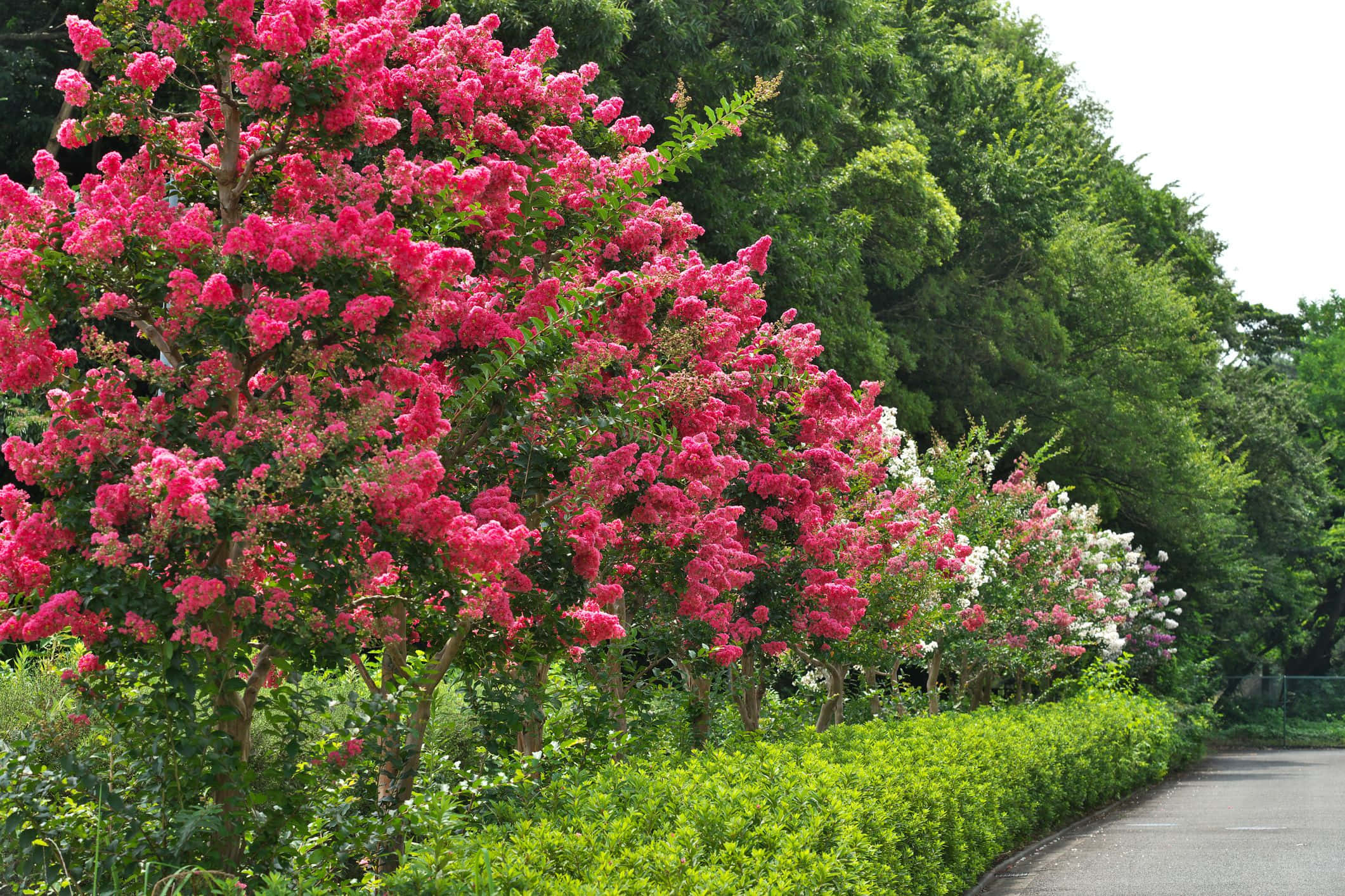 flower tree, paved path, lush green hedges, Full HD Desktop Wallpaper