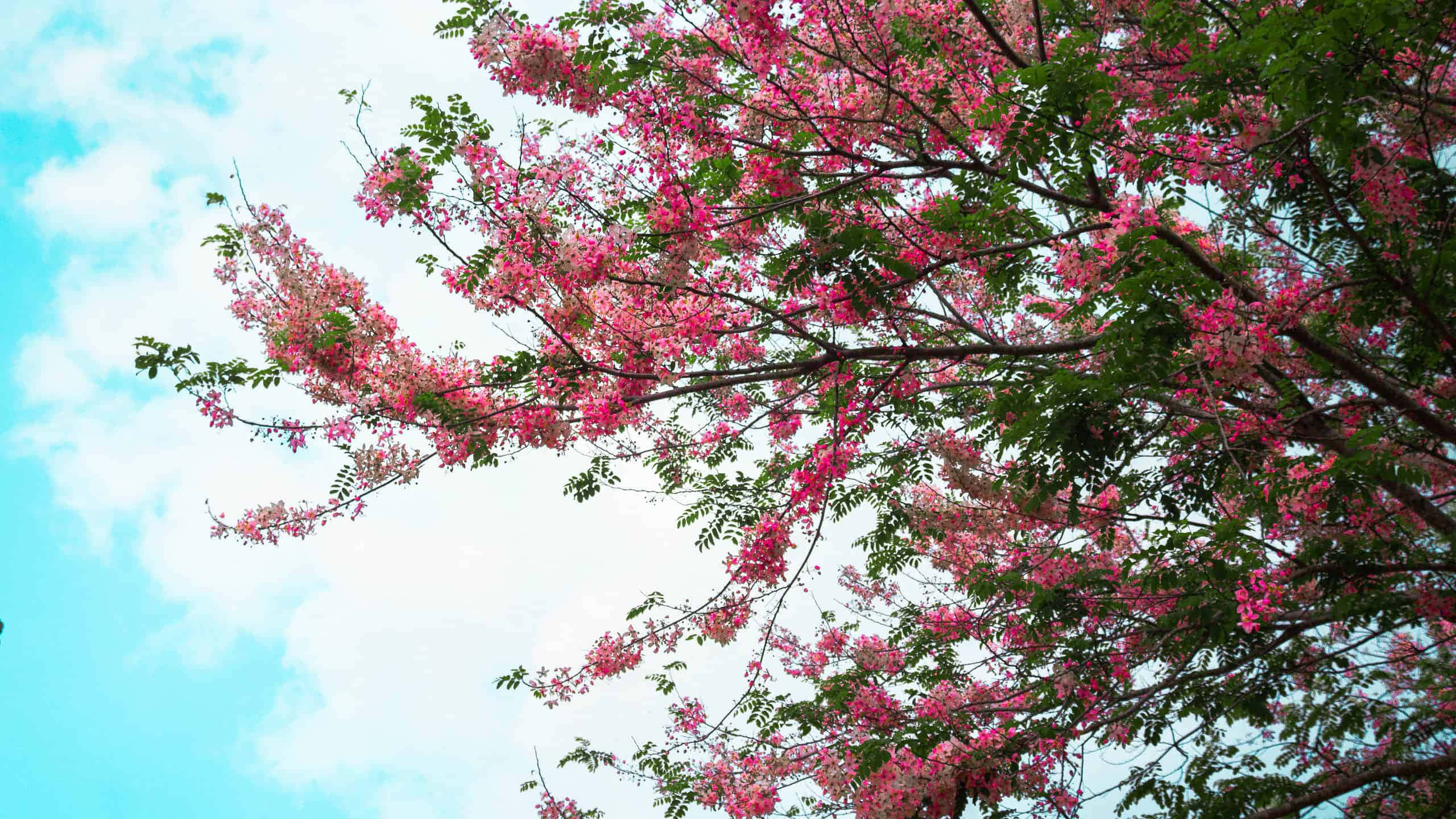 flower tree, pink blossoms, bright blue sky, 2K Desktop Wallpaper