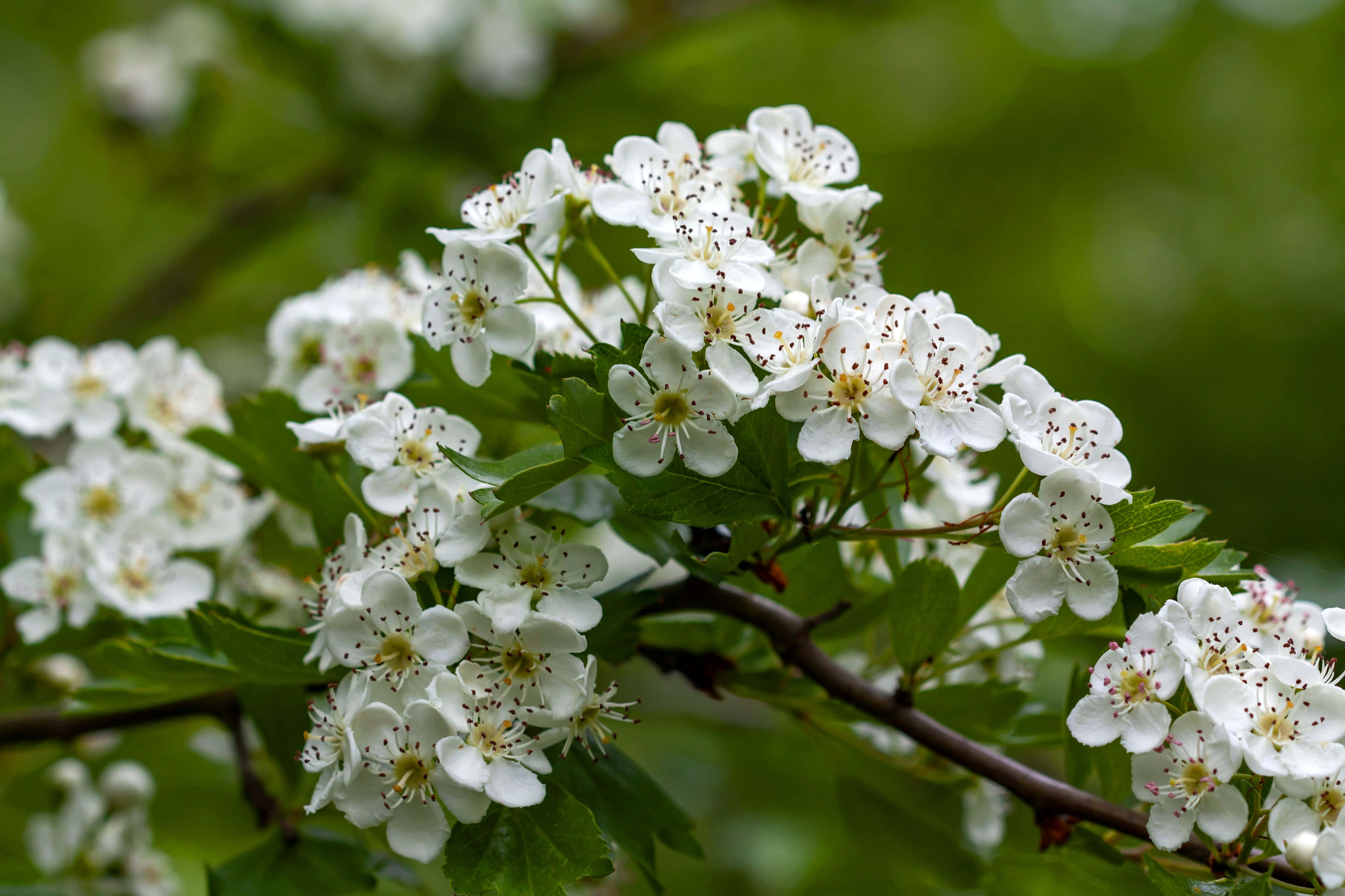Flower Tree, white blossoms, yellow centers, 4K Desktop Wallpaper